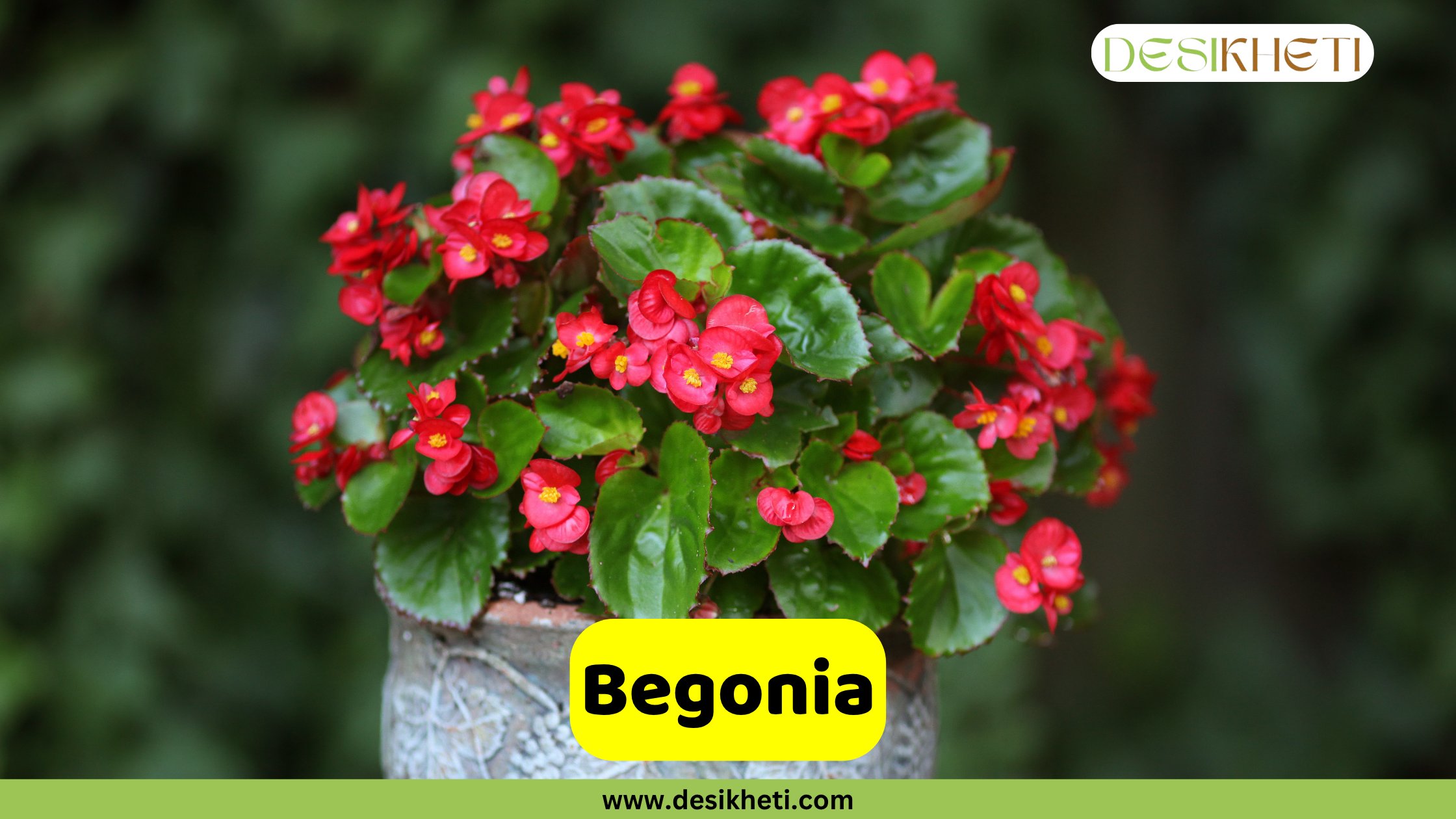 Begonia
A vibrant Begonia plant with numerous small, red flowers and bright green leaves is shown in a patterned grey pot. The plant is lush and full, set against a softly blurred green background. A yellow banner across the bottom displays the word "Begonia". The top right corner features a logo with the text "DESIKHETI". The website "www.desikheti.com" is visible at the very bottom.