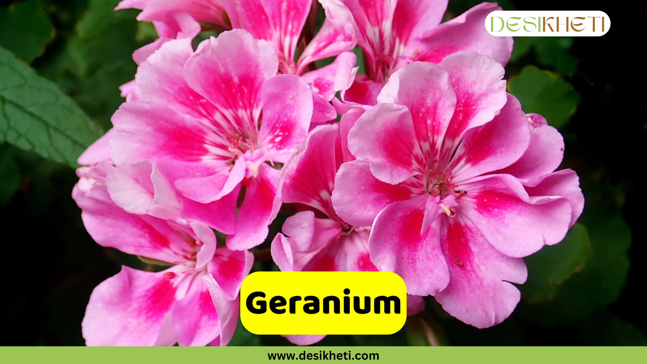 Geranium
A close-up of a cluster of vibrant pink Geranium flowers with darker pink veins, set against a dark, blurred background of green foliage. A yellow banner across the bottom displays the word "Geranium". The top right corner features a logo with the text "DESIKHETI". The website "www.desikheti.com" is visible at the very bottom.
