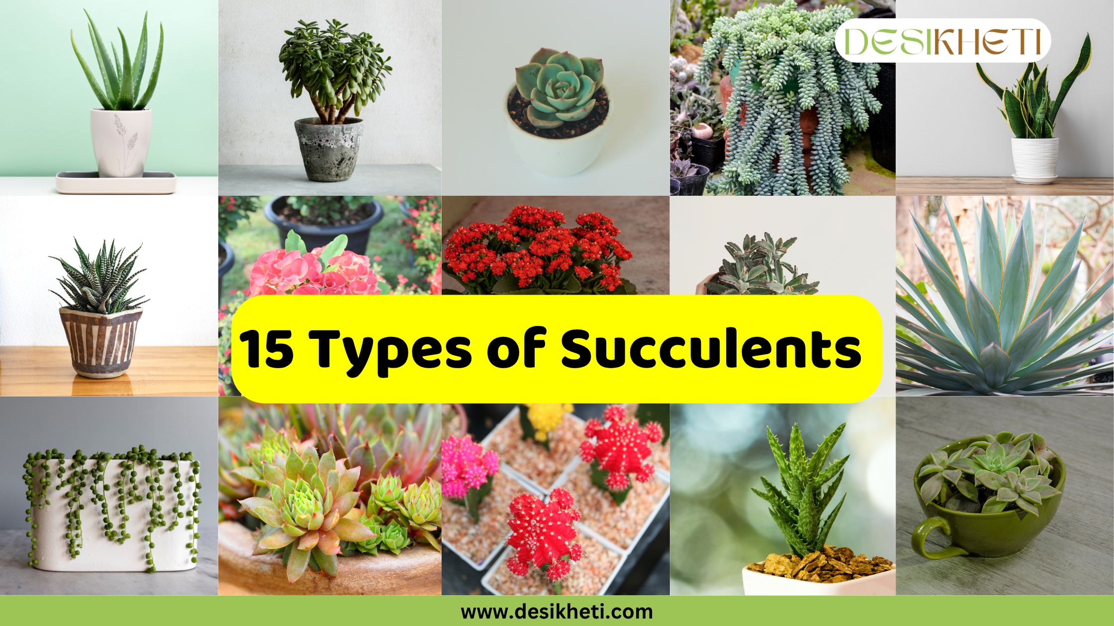A collage showcasing 12 different types of succulents and cacti. Each image in the grid displays a distinct plant: Aloe Vera, a small leafy plant in a grey pot, an Echeveria rosette, Burro's Tail, a Snake Plant, a Zebra Plant, a Crown of Thorns with pink flowers, a Flaming Katy with red blooms, a Panda Plant, String of Pearls, Sempervivum, Moon Cactus, a Tiger Tooth Aloe, and Graptopetalum in a teacup. The central yellow banner overlays three of the images and reads "15 Types of Succulents". The "DESIKHETI" logo is visible in the top right corner, and "www.desikheti.com" is displayed at the very bottom center.