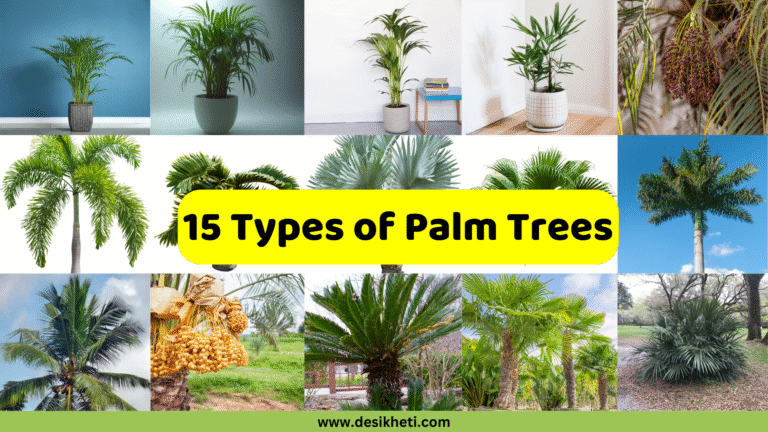 A collage showcasing 15 types of palm trees. The central yellow banner reads "15 Types of Palm Trees." The collage includes various palm trees in different settings: a small palm in a pot against a blue wall, a larger potted palm, another slender potted palm, a fan palm in a white pot, and a close-up of palm fruit. The bottom row features a tall palm against a blue sky, a date palm with hanging dates, a low-growing sago palm, a cluster of palms in a tropical setting, and a bushy palm in a natural landscape. The bottom of the image has the website "www.desikheti.com" and a "DESIKHETI" logo in the top right.