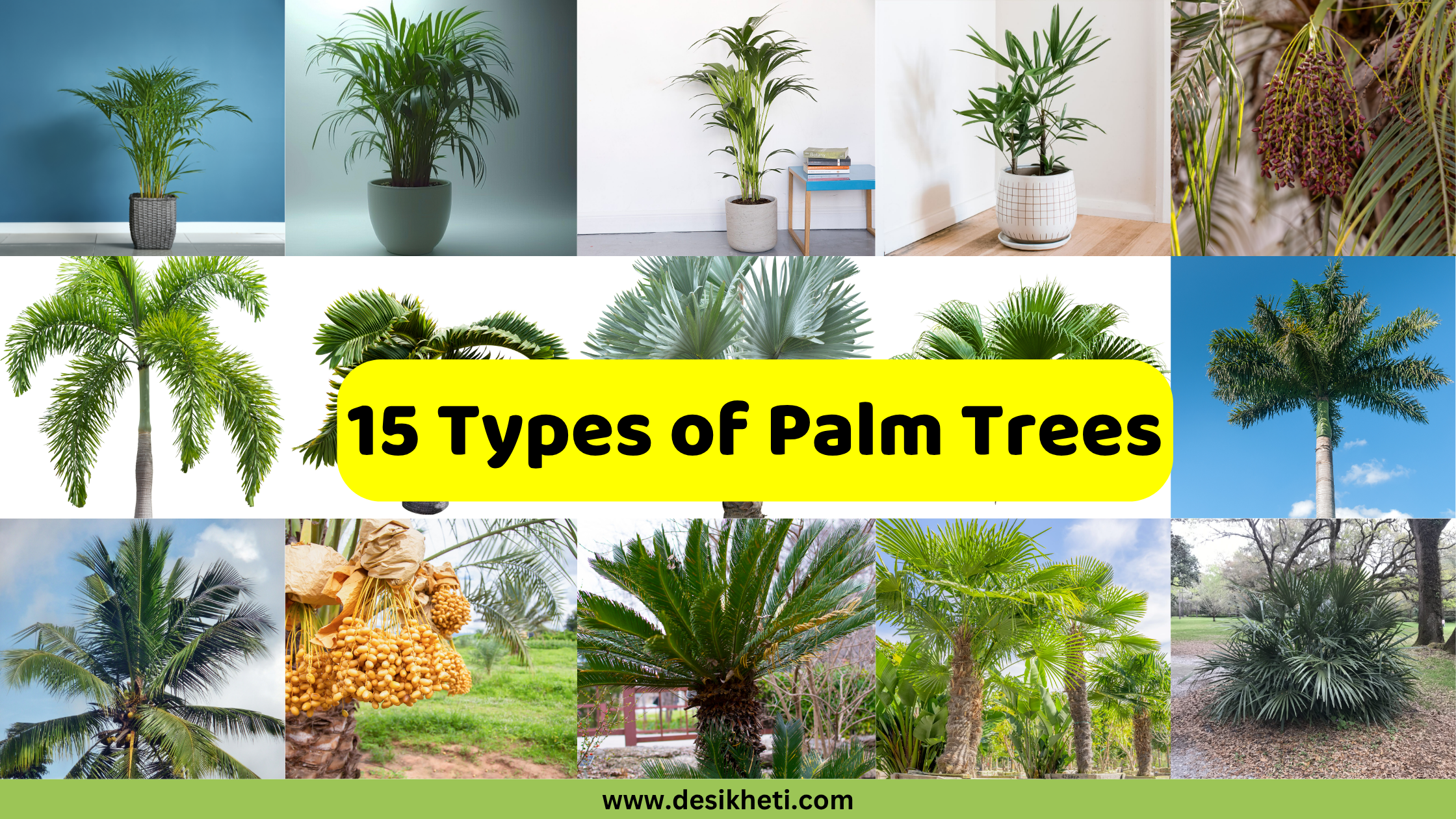 A collage showcasing 15 types of palm trees. The central yellow banner reads "15 Types of Palm Trees." The collage includes various palm trees in different settings: a small palm in a pot against a blue wall, a larger potted palm, another slender potted palm, a fan palm in a white pot, and a close-up of palm fruit. The bottom row features a tall palm against a blue sky, a date palm with hanging dates, a low-growing sago palm, a cluster of palms in a tropical setting, and a bushy palm in a natural landscape. The bottom of the image has the website "www.desikheti.com" and a "DESIKHETI" logo in the top right.