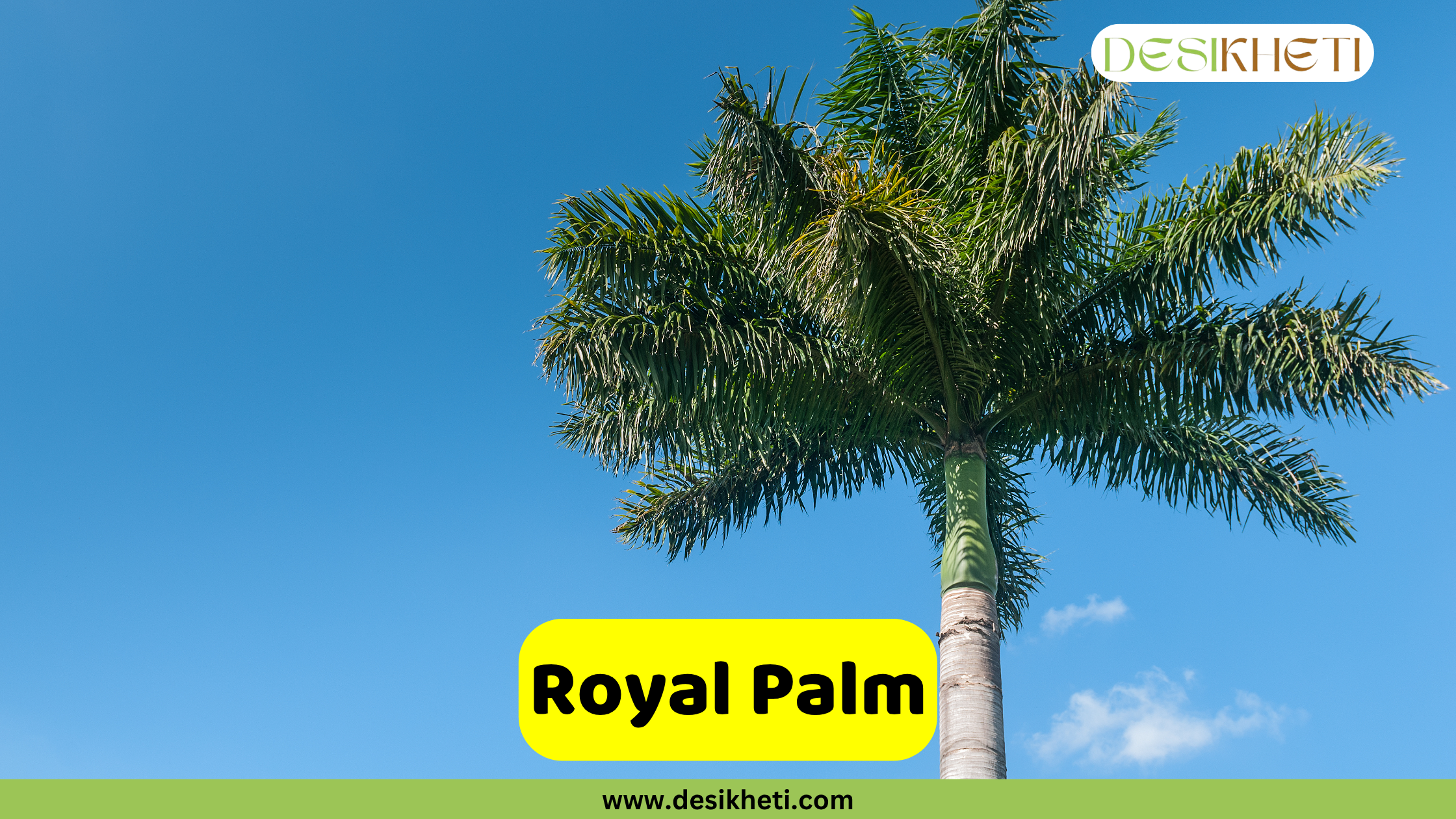 Royal Palm A majestic Royal Palm with a smooth, light-colored trunk and a dense crown of dark green, feathery fronds, standing tall against a clear blue sky. A yellow banner with rounded corners displays the text "Royal Palm." The "DESIKHETI" logo is in the top right corner, and "www.desikheti.com" is at the bottom center of the image.