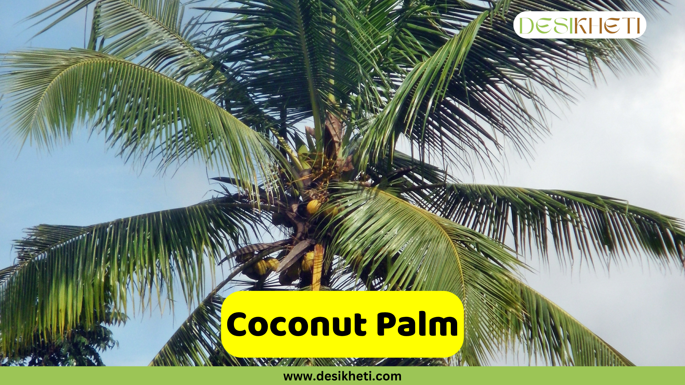 Coconut Palm A close-up view of a Coconut Palm's crown, showing its long, pinnate green fronds and several coconuts clustered near the top of the trunk. The sky is visible in the background. A yellow banner in the foreground displays the text "Coconut Palm." The "DESIKHETI" logo is in the top right corner, and "www.desikheti.com" is at the bottom center of the image.