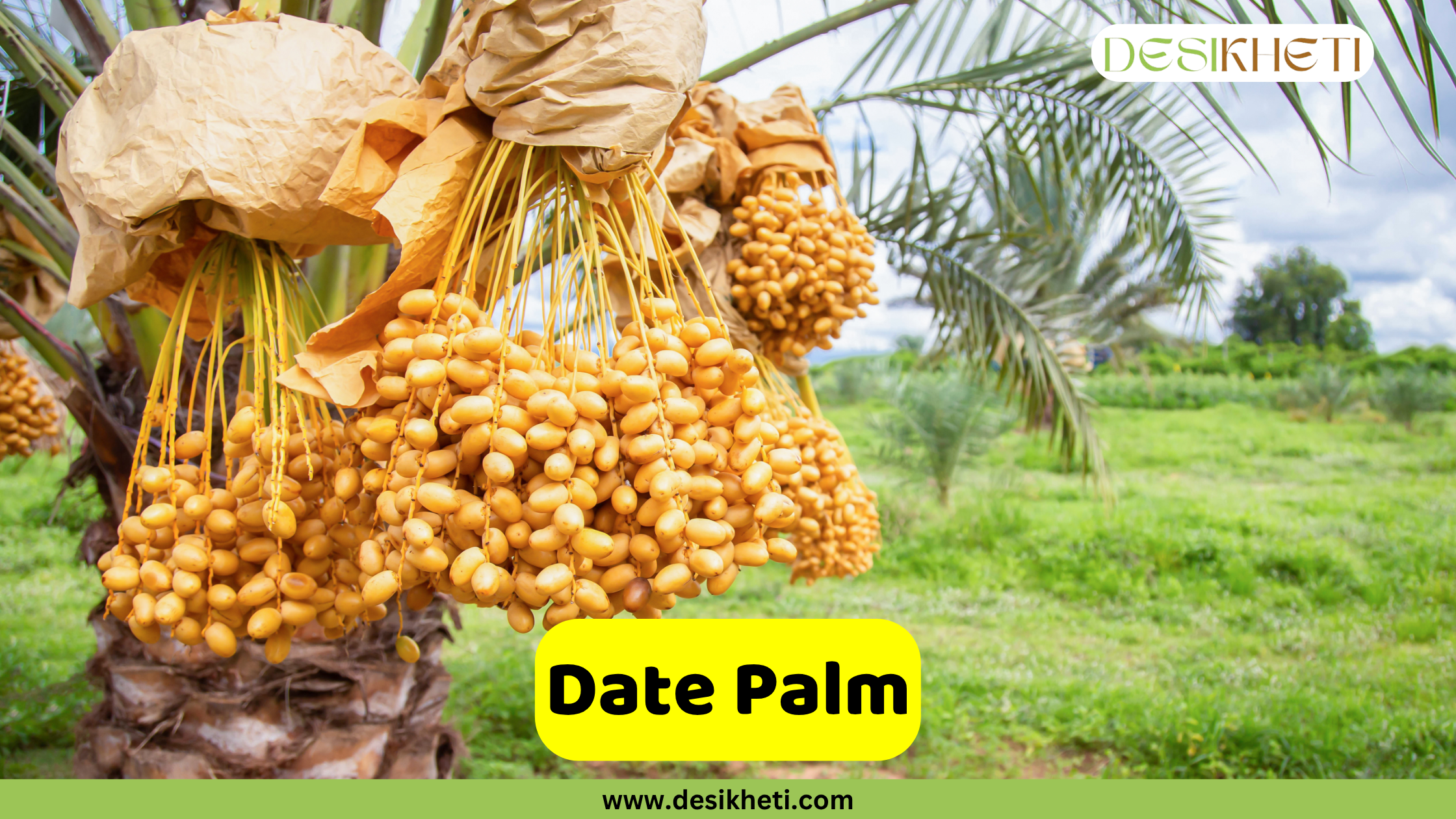 Date Palm A close-up of a Date Palm showing several large bunches of ripe, golden-brown dates hanging from the tree. Some of the date bunches are partially covered with brown paper or netting. The background is a blurred green field with other palm trees. A yellow banner in the foreground displays the text "Date Palm." The "DESIKHETI" logo is in the top right corner, and "www.desikheti.com" is at the bottom center of the image.