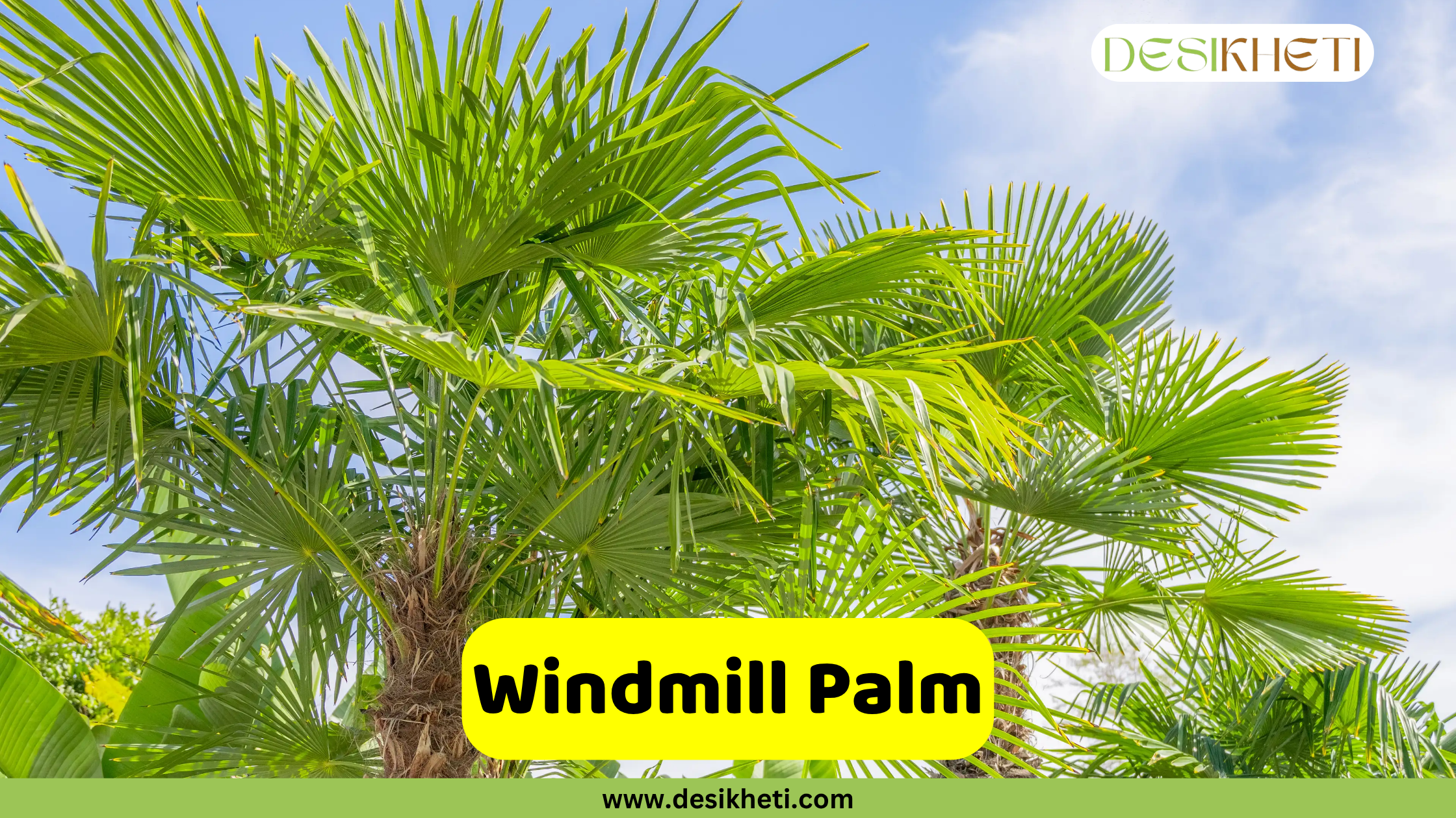 Windmill Palm A vibrant Windmill Palm with large, segmented, fan-shaped green fronds, reaching upwards against a bright blue sky with some clouds. The top part of another palm is visible on the right. A yellow banner in the foreground displays the text "Windmill Palm." The "DESIKHETI" logo is in the top right corner, and "www.desikheti.com" is at the bottom center of the image.