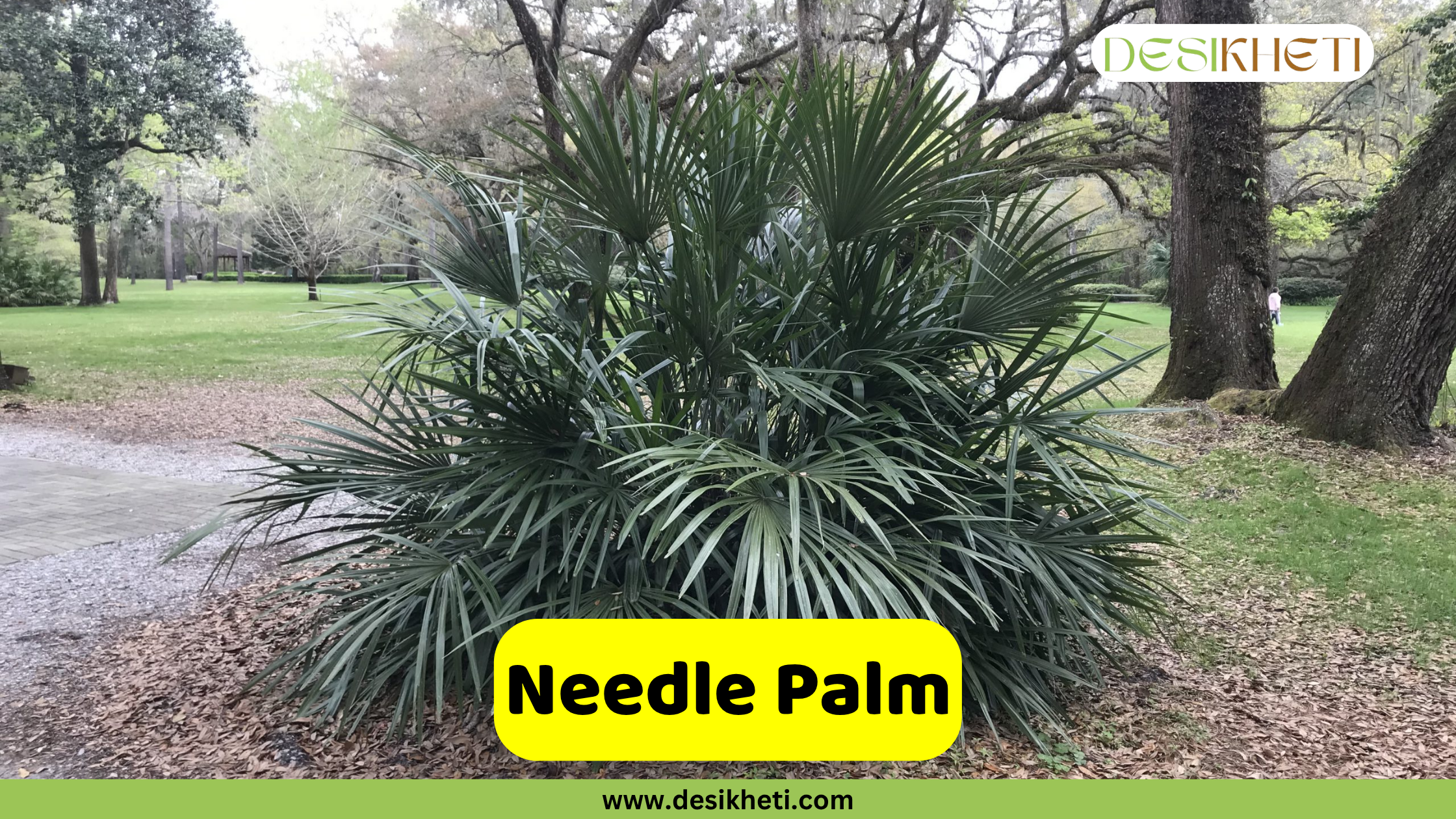 Needle Palm. A bushy Needle Palm with numerous stiff, spiky, dark green fronds radiating outwards, planted in a bed of fallen leaves or mulch. In the background, a grassy area and mature trees with moss or vines hanging from their branches are visible. A yellow banner in the foreground displays the text "Needle Palm." The "DESIKHETI" logo is in the top right corner, and "www.desikheti.com" is at the bottom center of the image.