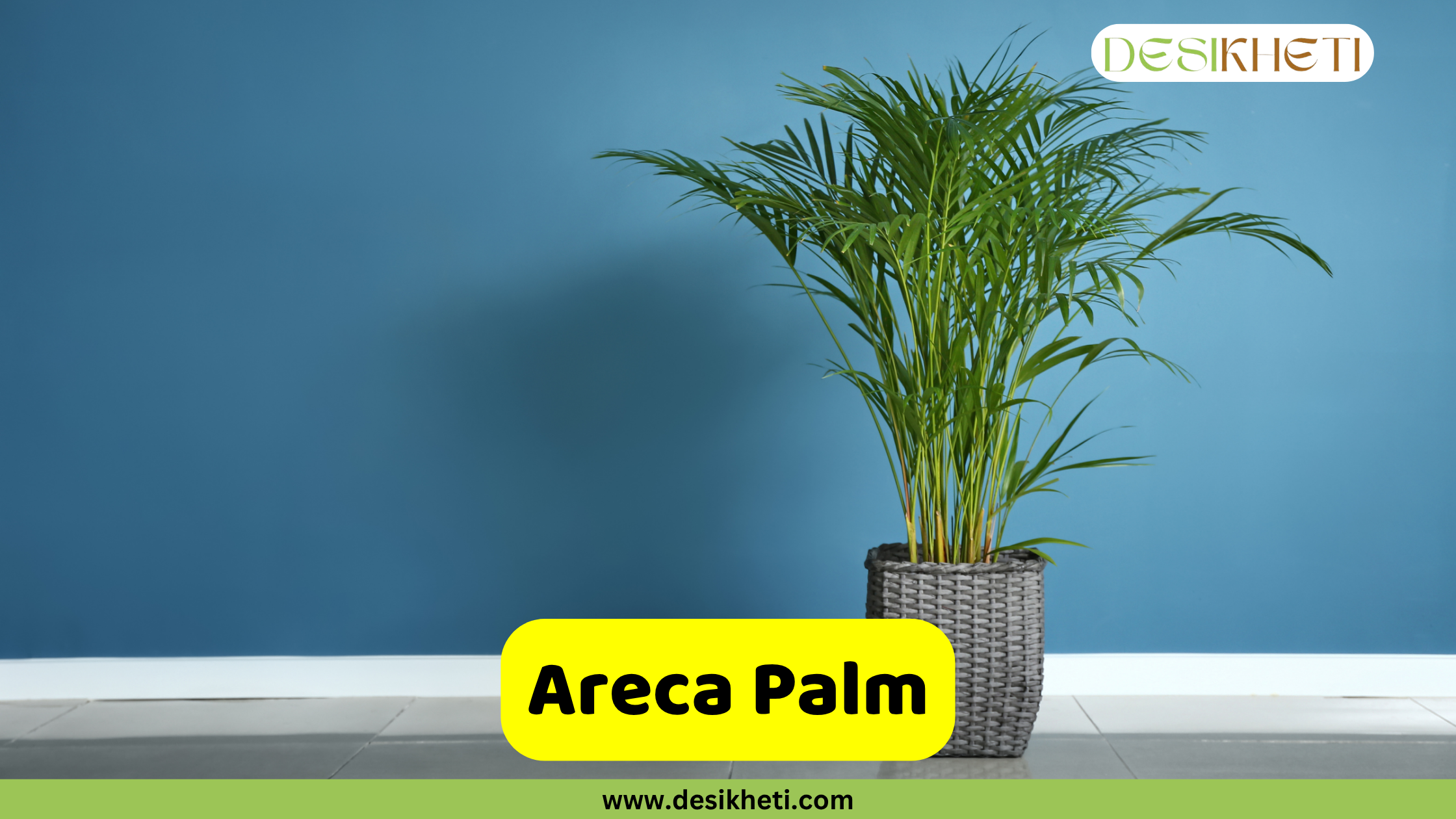 Areca Palm A tall, leafy Areca Palm with multiple slender stems and vibrant green fronds, potted in a textured gray planter. The palm is set against a solid blue wall. A yellow banner with rounded corners displays the text "Areca Palm." The "DESIKHETI" logo is in the top right corner, and "www.desikheti.com" is at the bottom center of the image.