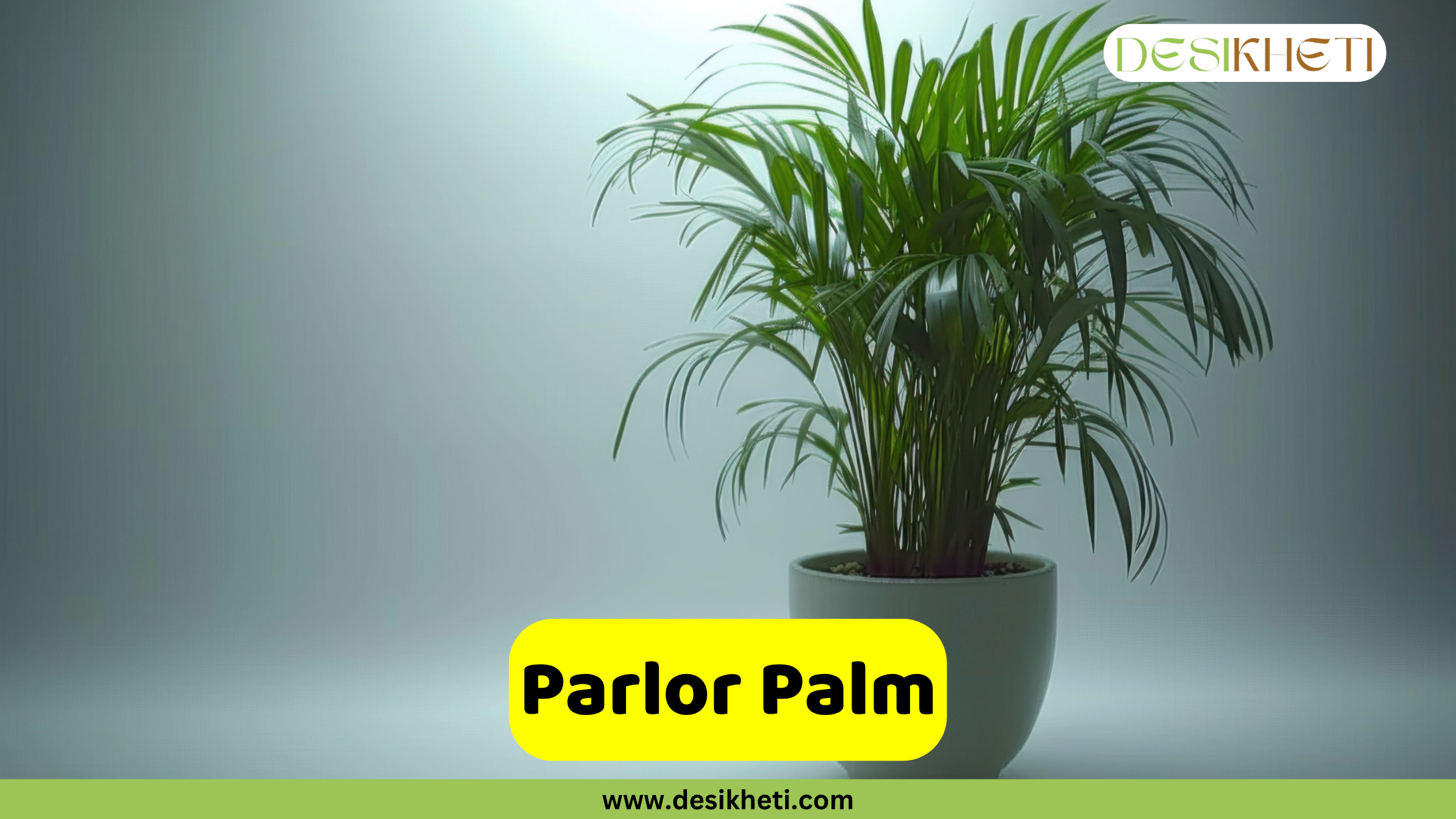 Parlor Palm A vibrant green parlor palm in a light gray pot, set against a smooth, light gray background. A yellow banner in the foreground displays the text "Parlor Palm." The top right corner features the "DESIKHETI" logo, and the bottom center has the website "www.desikheti.com".