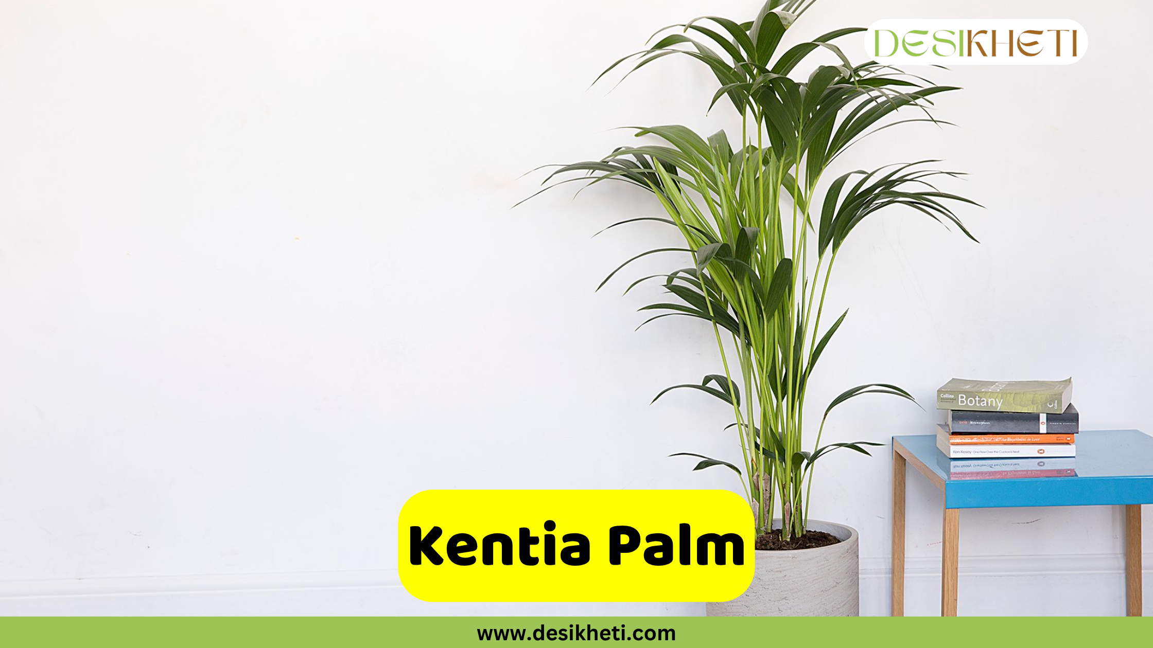 Kentia Palm. A slender Kentia Palm with long green fronds in a gray pot, placed against a stark white wall. To the right, a small blue table holds a stack of books, including one titled "Botany." A yellow text box at the bottom left reads "Kentia Palm." The "DESIKHETI" logo is in the top right corner, and "www.desikheti.com" is at the bottom center of the image.