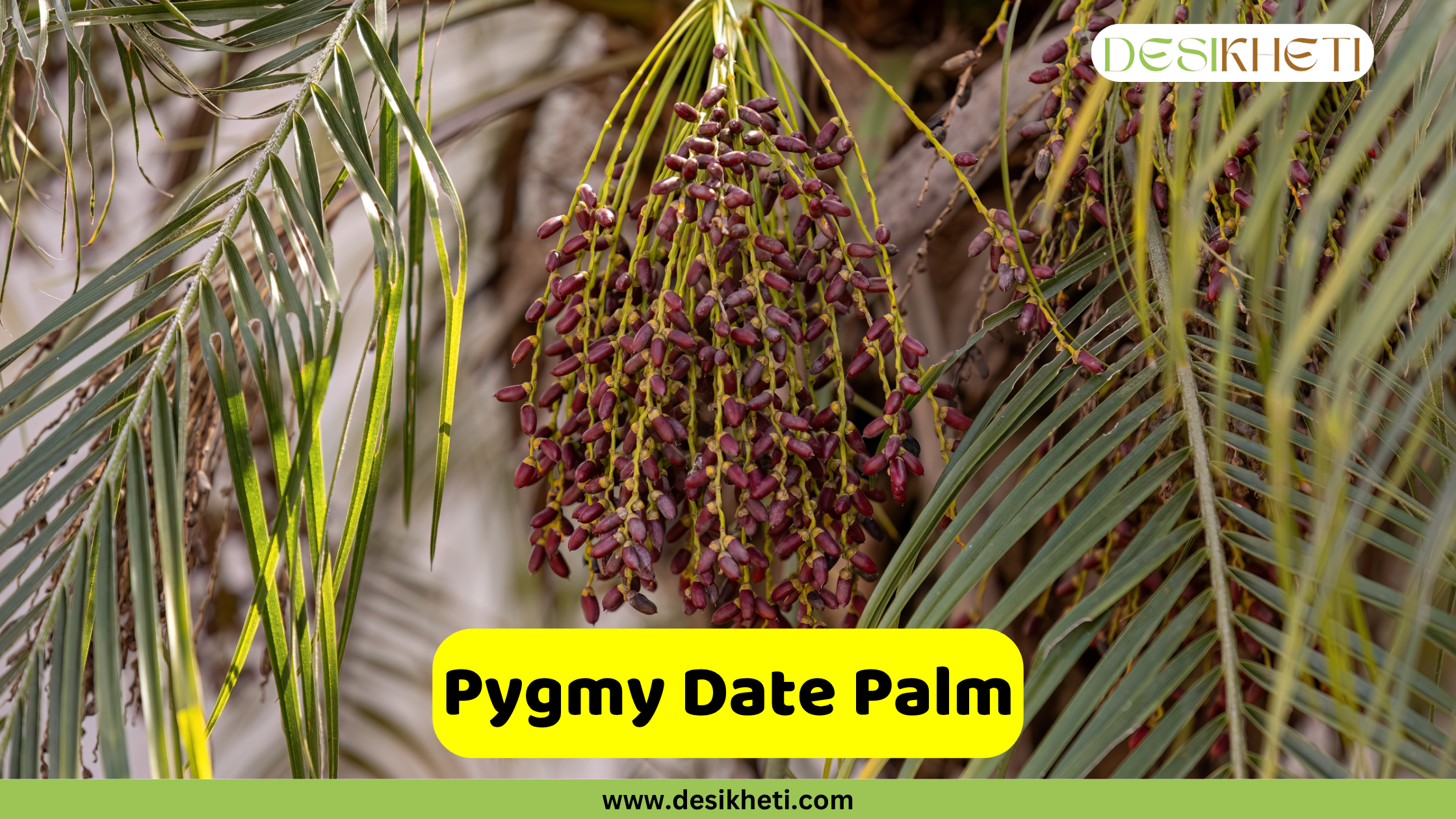 Pygmy Date Palm. A close-up of a Pygmy Date Palm, showing its slender green fronds and multiple hanging clusters of small, elongated dark red fruits. The fruits are suspended from thin stems. A yellow banner in the foreground displays the text "Pygmy Date Palm." The "DESIKHETI" logo is in the top right corner, and "www.desikheti.com" is at the bottom center of the image.