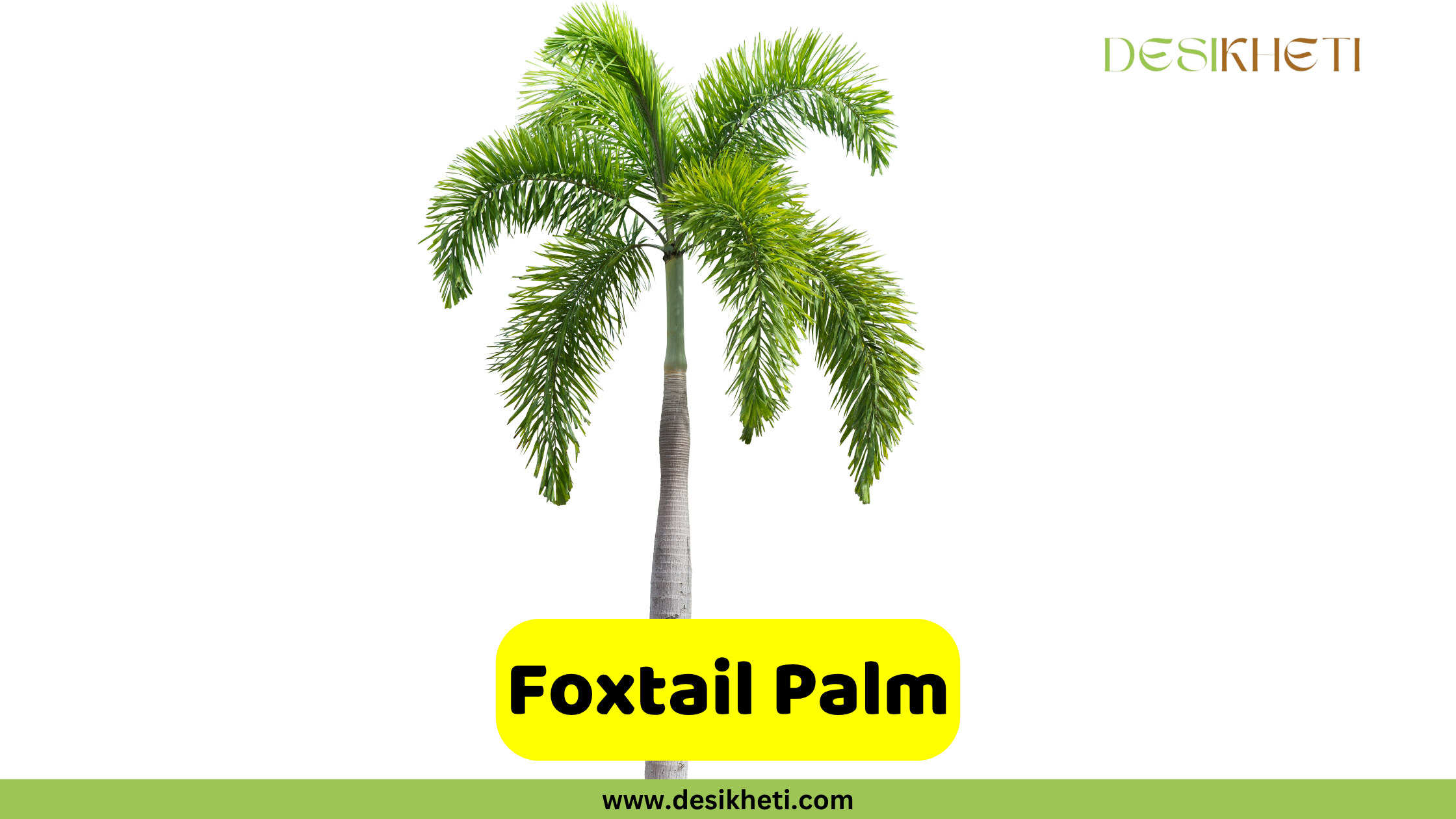 Foxtail Palm A single Foxtail Palm tree with a smooth, light-colored trunk and a full crown of arching green fronds, set against a plain white background. A yellow banner in the foreground displays the text "Foxtail Palm." The "DESIKHETI" logo is in the top right corner, and "www.desikheti.com" is at the bottom center of the image.