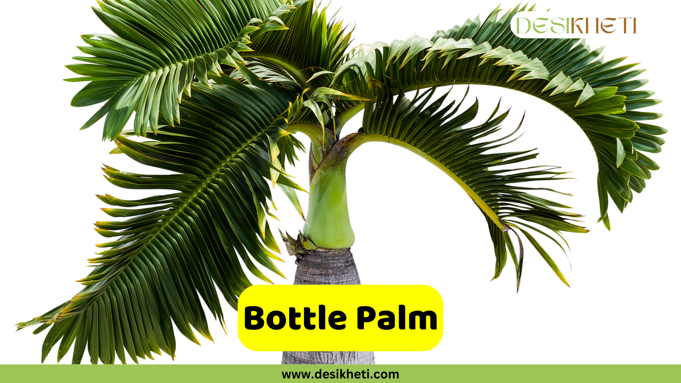 Bottle Palm A Bottle Palm with its distinctive swollen, light gray trunk and a cluster of long, dark green, arching fronds. The base of the fronds features a prominent light green crown shaft. A yellow banner with rounded corners displays the text "Bottle Palm". The "DESIKHETI" logo is in the top right, and "www.desikheti.com" is at the bottom center.