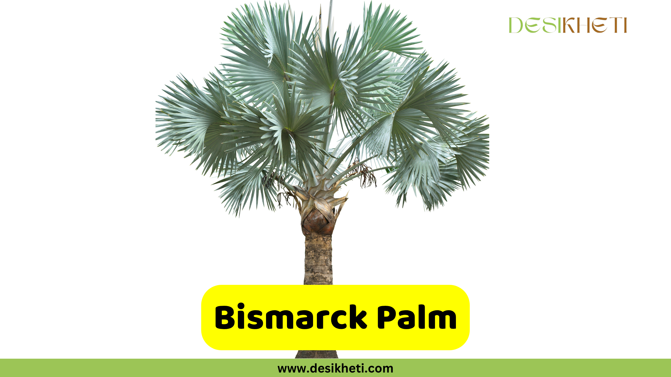 Bismarck Palm A Bismarck Palm with a sturdy, textured brown trunk and a dense crown of large, fanned, silvery-blue fronds, set against a plain white background. A yellow banner in the foreground displays the text "Bismarck Palm." The "DESIKHETI" logo is in the top right corner, and "www.desikheti.com" is at the bottom center of the image.