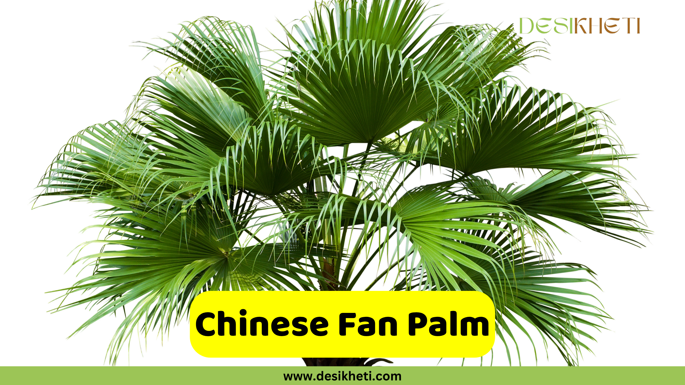 Chinese Fan Palm A dense Chinese Fan Palm with numerous large, segmented, fan-shaped green fronds that have drooping tips, set against a plain white background. A yellow banner with rounded corners in the foreground displays the text "Chinese Fan Palm." The "DESIKHETI" logo is in the top right corner, and "www.desikheti.com" is at the bottom center of the image.