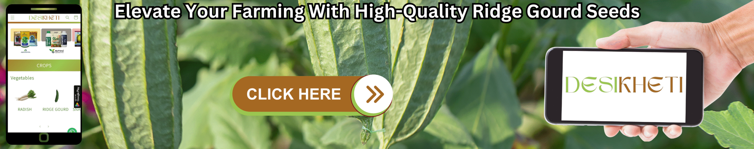 Elevate your farming with high-quality ridge gourd seeds. Elevate your farming with high-quality ridge gourd seeds. A vibrant green background of ridge gourd leaves and vines is shown alongside a mobile phone displaying various seed options and a hand holding another phone displaying the text "DESIKHETI". A "CLICK HERE" button with a right-pointing arrow is superimposed on the image of the foliage.