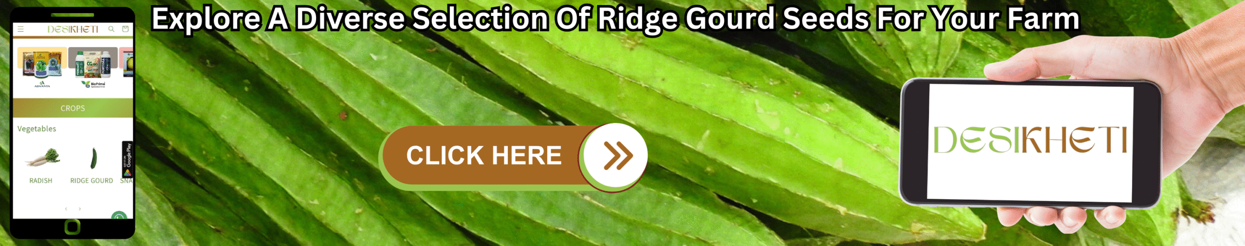 Explore a diverse selection of ridge gourd seeds for your farm. Explore a diverse selection of ridge gourd seeds for your farm. A pile of fresh ridge gourds is shown alongside a mobile phone displaying various seed options and a hand holding another phone displaying the text "DESIKHETI". A "CLICK HERE" button with a right-pointing arrow is superimposed on the image of the ridge gourds.