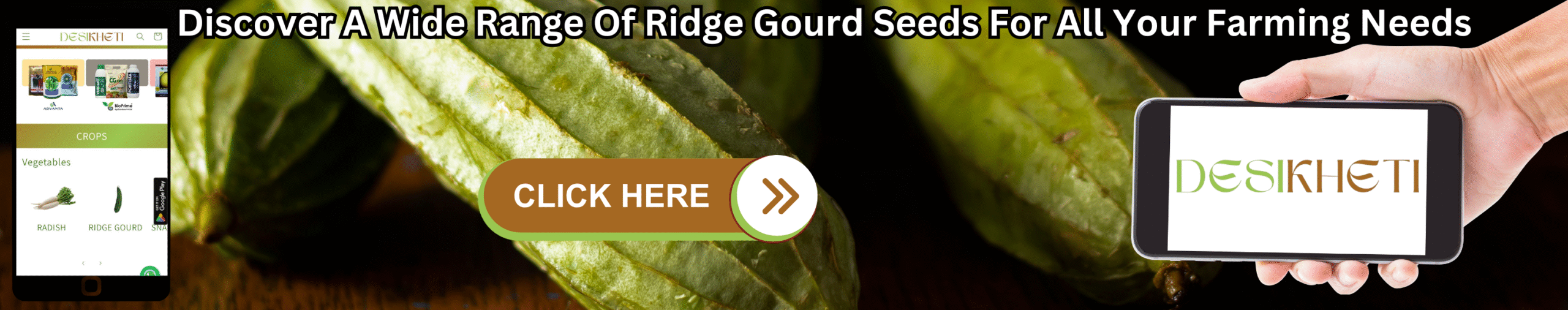Discover a wide range of ridge gourd seeds for all your farming needs. Discover a wide range of ridge gourd seeds for all your farming needs. A close-up of fresh ridge gourds is shown alongside a mobile phone displaying various seed options and a hand holding another phone displaying the text "DESIKHETI". A "CLICK HERE" button with a right-pointing arrow is superimposed on the image of the ridge gourds.