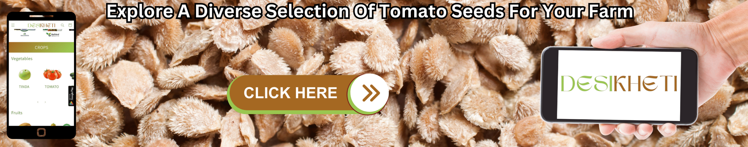 
Explore a diverse selection of tomato seeds for your farm. A background of dried tomato skins and pulp is shown, with a mobile phone on the left displaying the "DESIKHETI" app interface. A hand on the right holds another mobile phone displaying the "DESIKHETI" logo. A "CLICK HERE" button with a right-pointing arrow is centrally located on the image.