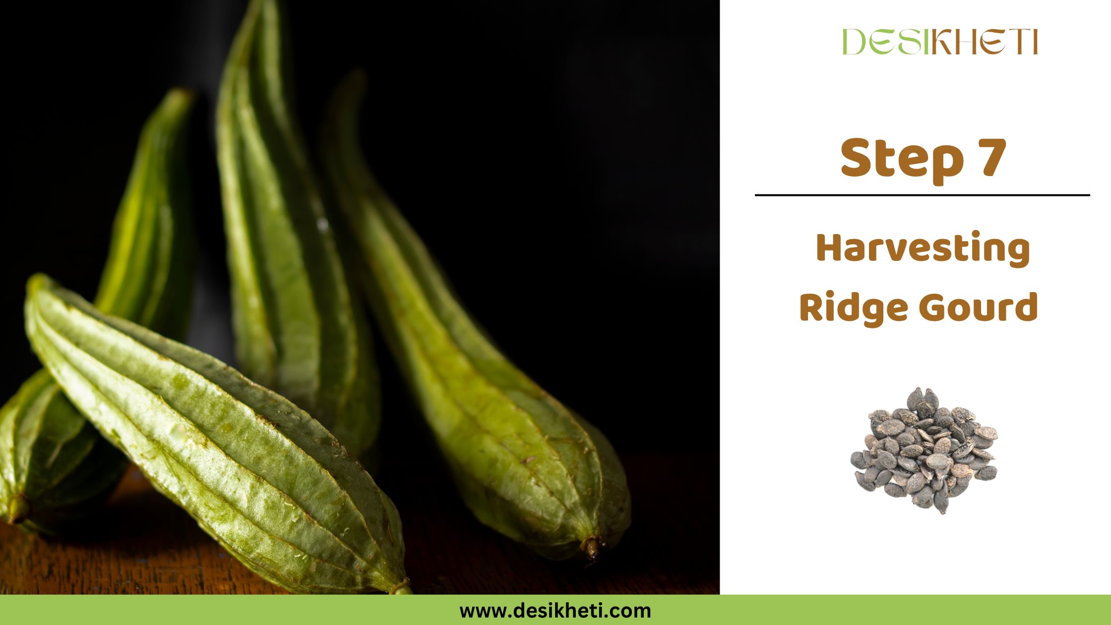 Step 7: Harvesting Ridge Gourd. Step 7: Harvesting Ridge Gourd. A close-up of several green ridge gourds is shown on a dark background. The "DESIKHETI" logo is visible at the top right, along with a circular inset displaying ridge gourd seeds, and the website address "www.desikheti.com".