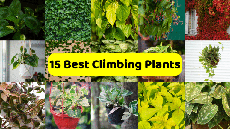 A collage titled "15 Best Climbing Plants," featured in a prominent yellow banner across the center. The collage displays various types of climbing and vining plants in different settings. These include close-ups of green foliage, a wall covered in lush green ivy, a plant with large yellow-green leaves, another with dark green leaves and small berries, and a building facade almost entirely covered in vibrant red autumn foliage. There are also images of potted hanging plants, plants growing up trellises, and various indoor and outdoor climbing plant varieties with diverse leaf shapes, colors (including variegated and silvery patterns), and textures.