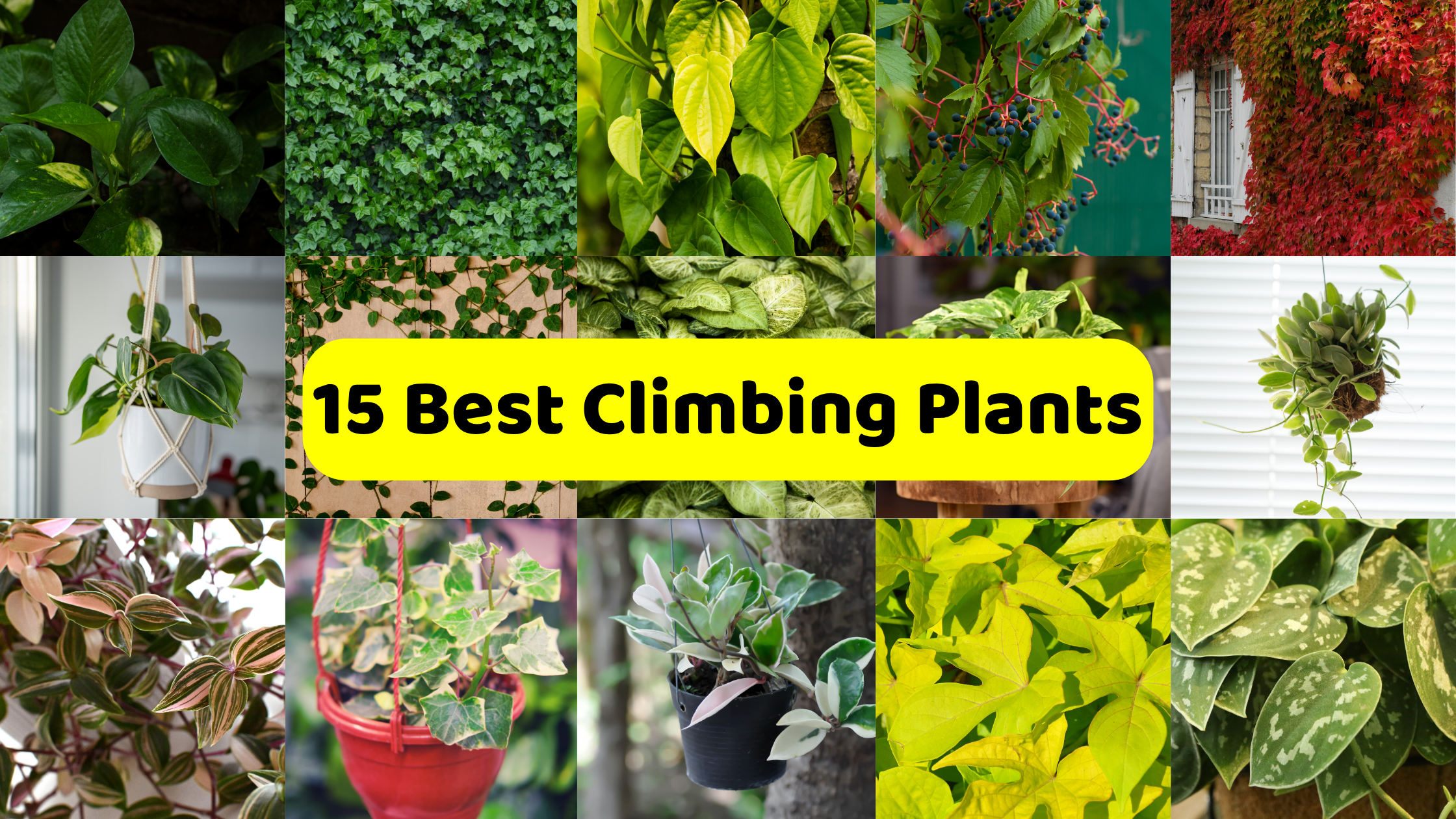 A collage titled "15 Best Climbing Plants," featured in a prominent yellow banner across the center. The collage displays various types of climbing and vining plants in different settings. These include close-ups of green foliage, a wall covered in lush green ivy, a plant with large yellow-green leaves, another with dark green leaves and small berries, and a building facade almost entirely covered in vibrant red autumn foliage. There are also images of potted hanging plants, plants growing up trellises, and various indoor and outdoor climbing plant varieties with diverse leaf shapes, colors (including variegated and silvery patterns), and textures.