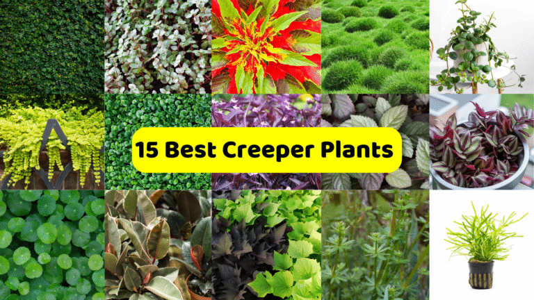 A collage showcasing "15 Best Creeper Plants," with a prominent yellow banner displaying the text across the center. The collage features various types of creeper and groundcover plants. These include close-ups of lush green foliage covering a surface, a plant with variegated white and green leaves, a vibrant red and green plant, a dense patch of bright green moss-like growth, and a hanging plant with round leaves. Other sections show different textures and colors of foliage, such as chartreuse cascading leaves, small round green leaves, dark green glossy leaves, purple foliage, variegated leaves with silver patterns, and a plant with striking striped purple and green leaves in a pot. The collage highlights the diversity of creeper plants suitable for different aesthetic and functional purposes.