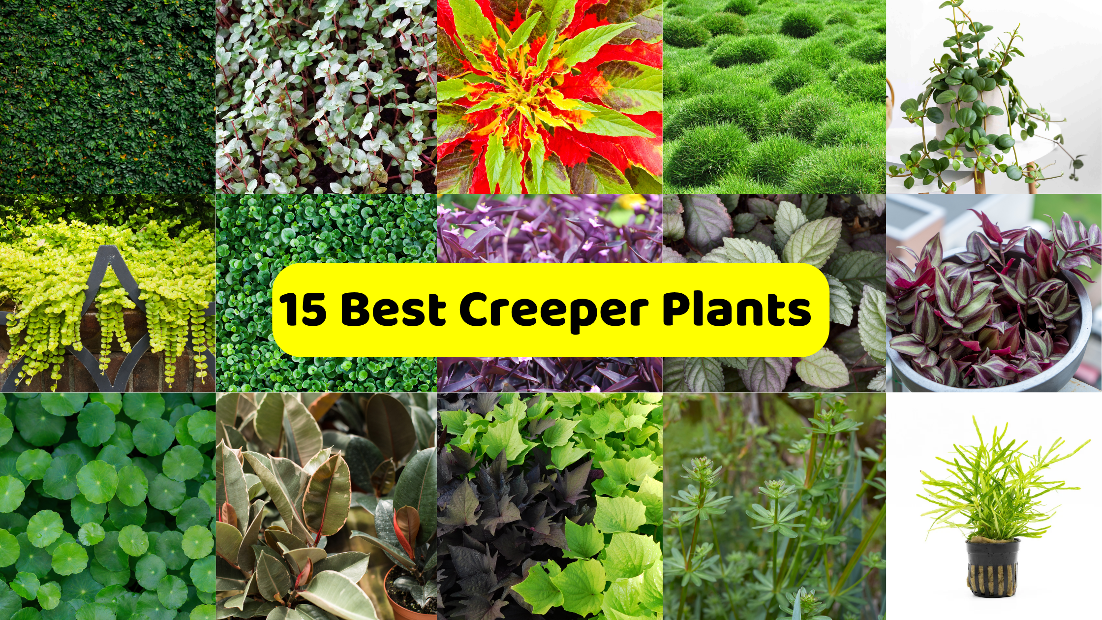 A collage showcasing "15 Best Creeper Plants," with a prominent yellow banner displaying the text across the center. The collage features various types of creeper and groundcover plants. These include close-ups of lush green foliage covering a surface, a plant with variegated white and green leaves, a vibrant red and green plant, a dense patch of bright green moss-like growth, and a hanging plant with round leaves. Other sections show different textures and colors of foliage, such as chartreuse cascading leaves, small round green leaves, dark green glossy leaves, purple foliage, variegated leaves with silver patterns, and a plant with striking striped purple and green leaves in a pot. The collage highlights the diversity of creeper plants suitable for different aesthetic and functional purposes.