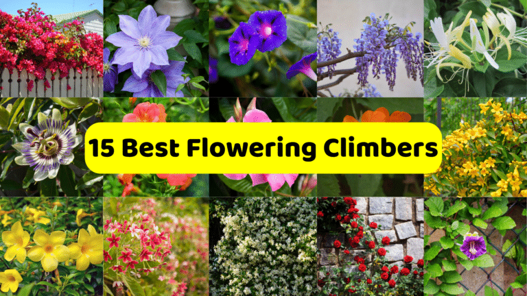 A vibrant collage showcasing "15 Best Flowering Climbers," prominently displayed in a yellow banner across the center. The collage features various flowering climbing plants, each in a separate panel. These include a bright pink bougainvillea spilling over a white fence, a light purple clematis, deep blue morning glories, cascading purple wisteria blooms, creamy white and yellow honeysuckle flowers, and an intricate passion flower. Other panels show a variety of colorful blooms like orange and pink flowers, clusters of yellow flowers, trumpet-shaped yellow blossoms, pink and white star-shaped flowers, dense white flowering vines, red roses climbing a stone wall, and a purple flower on a leafy vine.