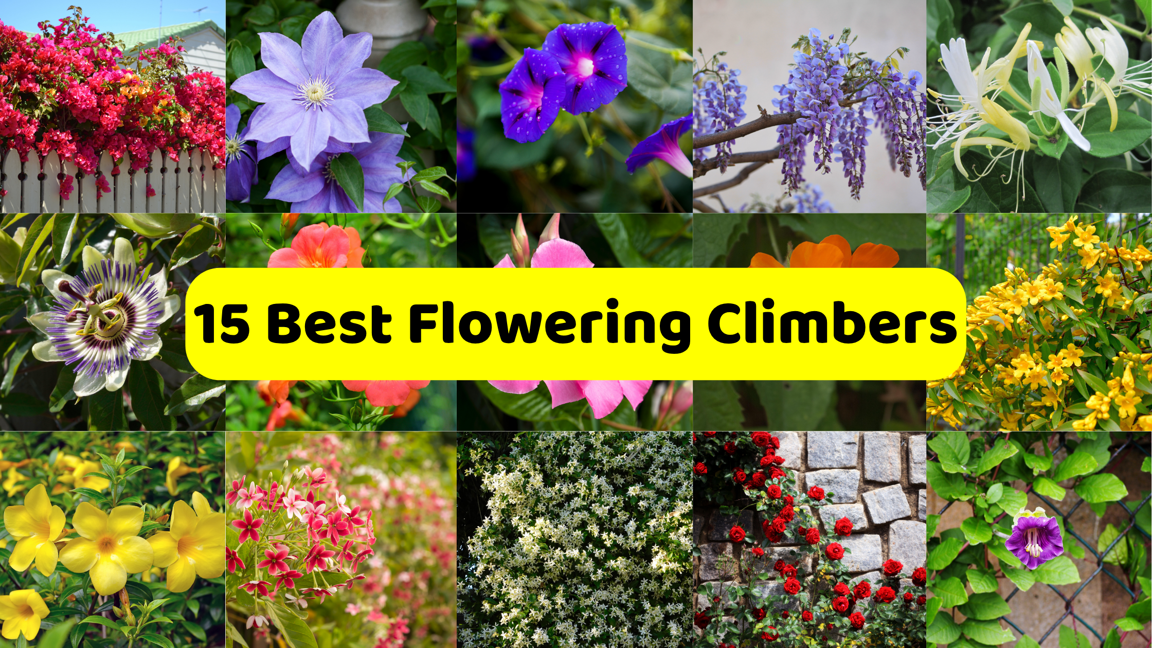 A vibrant collage showcasing "15 Best Flowering Climbers," prominently displayed in a yellow banner across the center. The collage features various flowering climbing plants, each in a separate panel. These include a bright pink bougainvillea spilling over a white fence, a light purple clematis, deep blue morning glories, cascading purple wisteria blooms, creamy white and yellow honeysuckle flowers, and an intricate passion flower. Other panels show a variety of colorful blooms like orange and pink flowers, clusters of yellow flowers, trumpet-shaped yellow blossoms, pink and white star-shaped flowers, dense white flowering vines, red roses climbing a stone wall, and a purple flower on a leafy vine.
