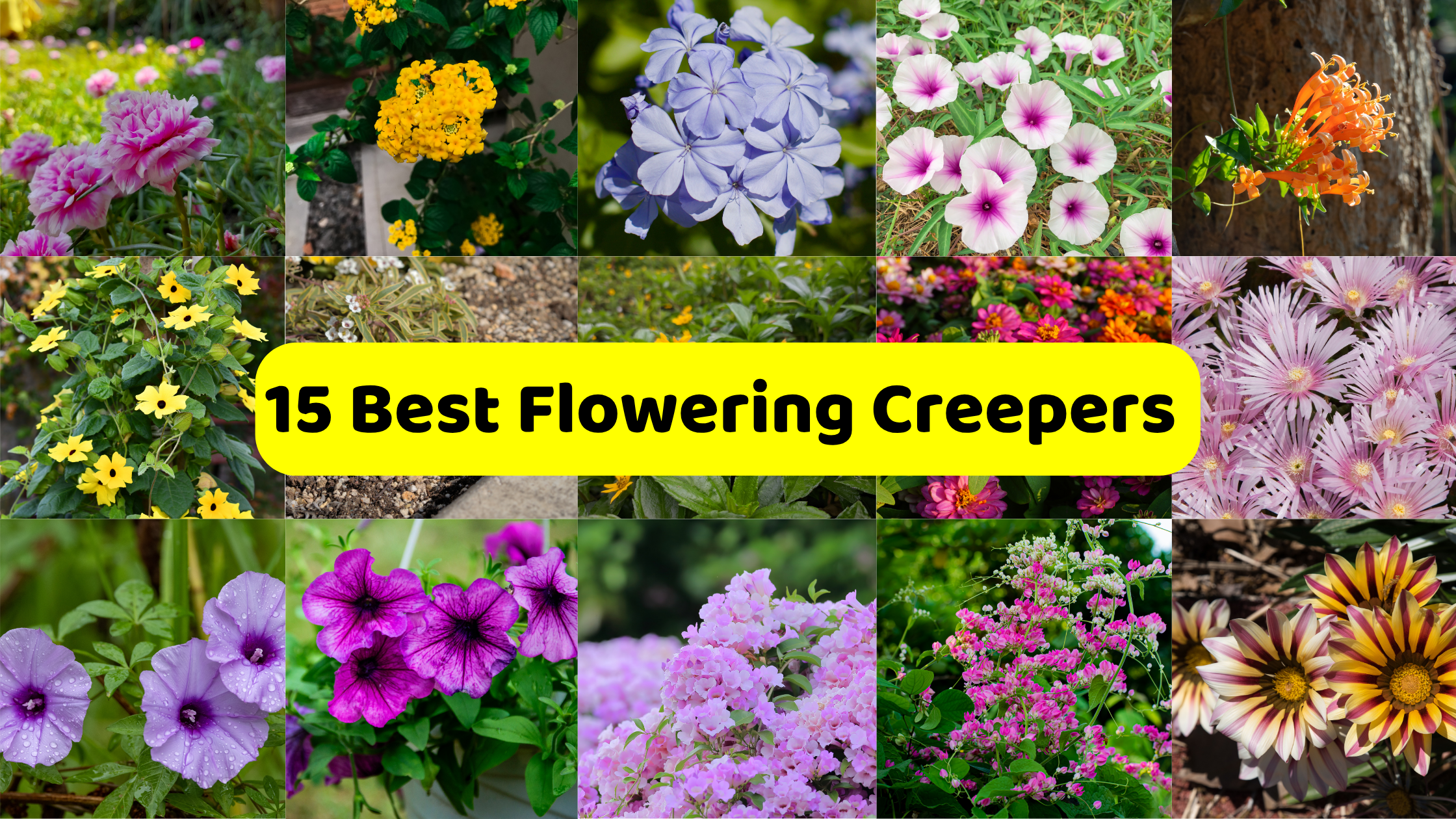 A colorful collage showcasing "15 Best Flowering Creepers," with a prominent yellow banner displaying the text across the center. The collage features various types of flowering creeper plants, each in a separate panel. These include vibrant pink flowers, clusters of yellow blossoms, delicate light blue plumbago flowers, light pink and purple morning glory-like blooms, and orange trumpet-shaped flowers. Other panels show creeping plants with small yellow flowers, a variety of multi-colored blooms, and spiky pink and white ice plants. The bottom row displays purple bell-shaped flowers with water droplets, deep purple petunias, soft pink flowering branches, a dense cascade of small pink and white flowers, and striking striped yellow and white daisy-like flowers.