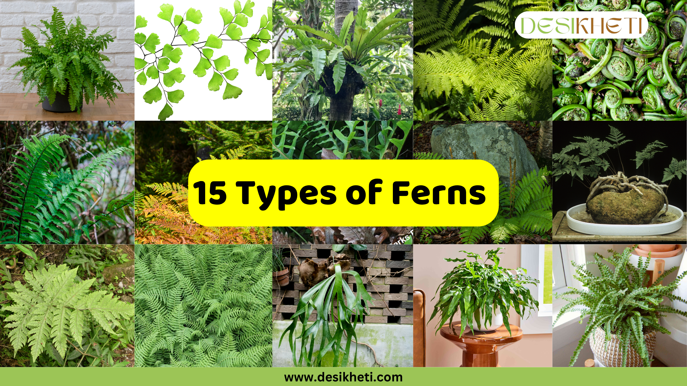 A collage showcasing 15 different types of ferns, with individual panels featuring various fern species such as a potted fern, maidenhair fern leaves, a bird's nest fern growing on a tree, close-ups of various green fronds, fiddleheads, a fern with reddish-brown fronds, a fern on a rock, a small fern arrangement, a large, light green fern, a detailed texture of fern leaves, a staghorn fern mounted on wood, a potted fern on a stand, and a large staghorn fern hanging. The central text in a yellow box reads "15 Types of Ferns." The top right corner has "DESIKHETI" and the bottom features "www.desikheti.com".