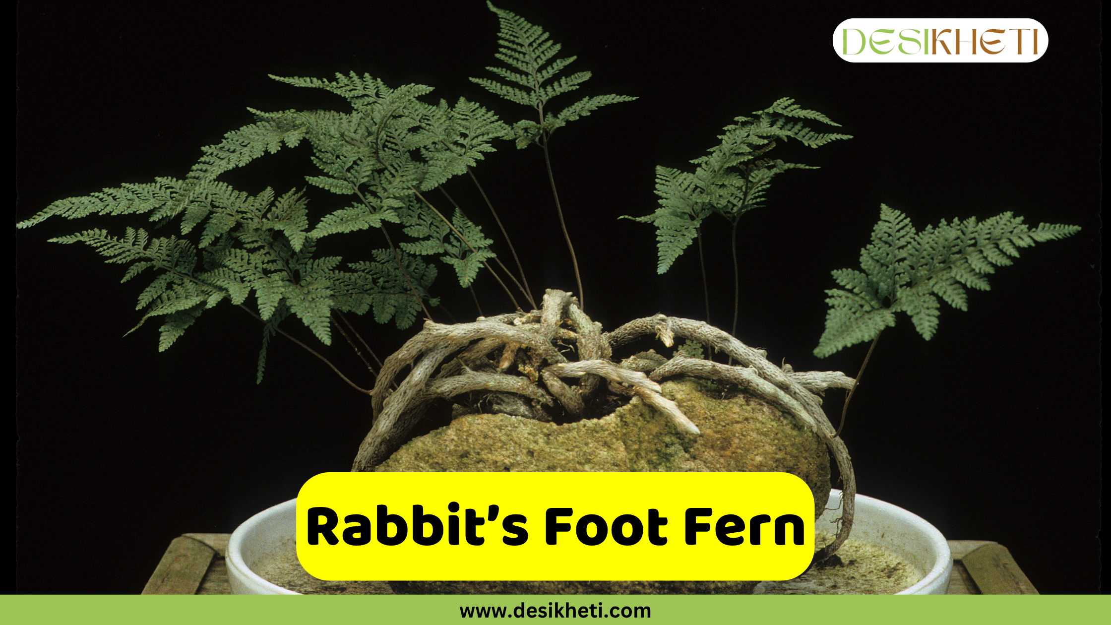 
A Rabbit's Foot Fern displayed in a white pot, showcasing its distinctive fuzzy, creeping rhizomes on top of a mossy base, with several delicate green fronds extending outwards against a dark background. The text "Rabbit's Foot Fern" is in a yellow box at the bottom, and "DESIKHETI" is in the top right corner. The website "www.desikheti.com" is at the very bottom.