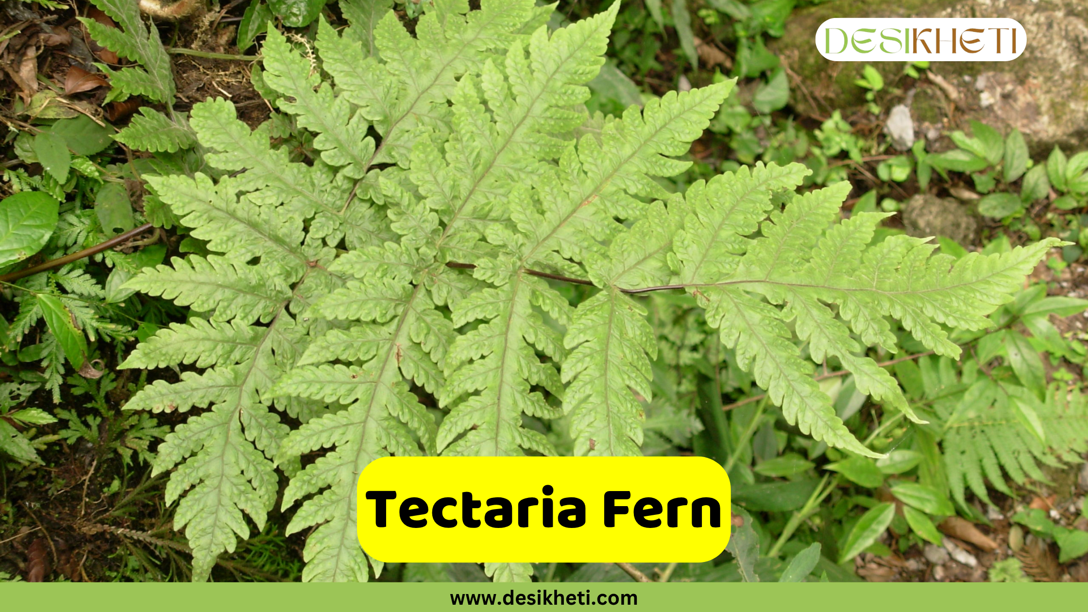 
A Tectaria Fern, characterized by its broad, light green fronds with deeply lobed segments, lying flat on the forest floor amidst other greenery. The text "Tectaria Fern" is in a yellow box at the bottom, and "DESIKHETI" is in the top right corner. The website "www.desikheti.com" is at the very bottom.