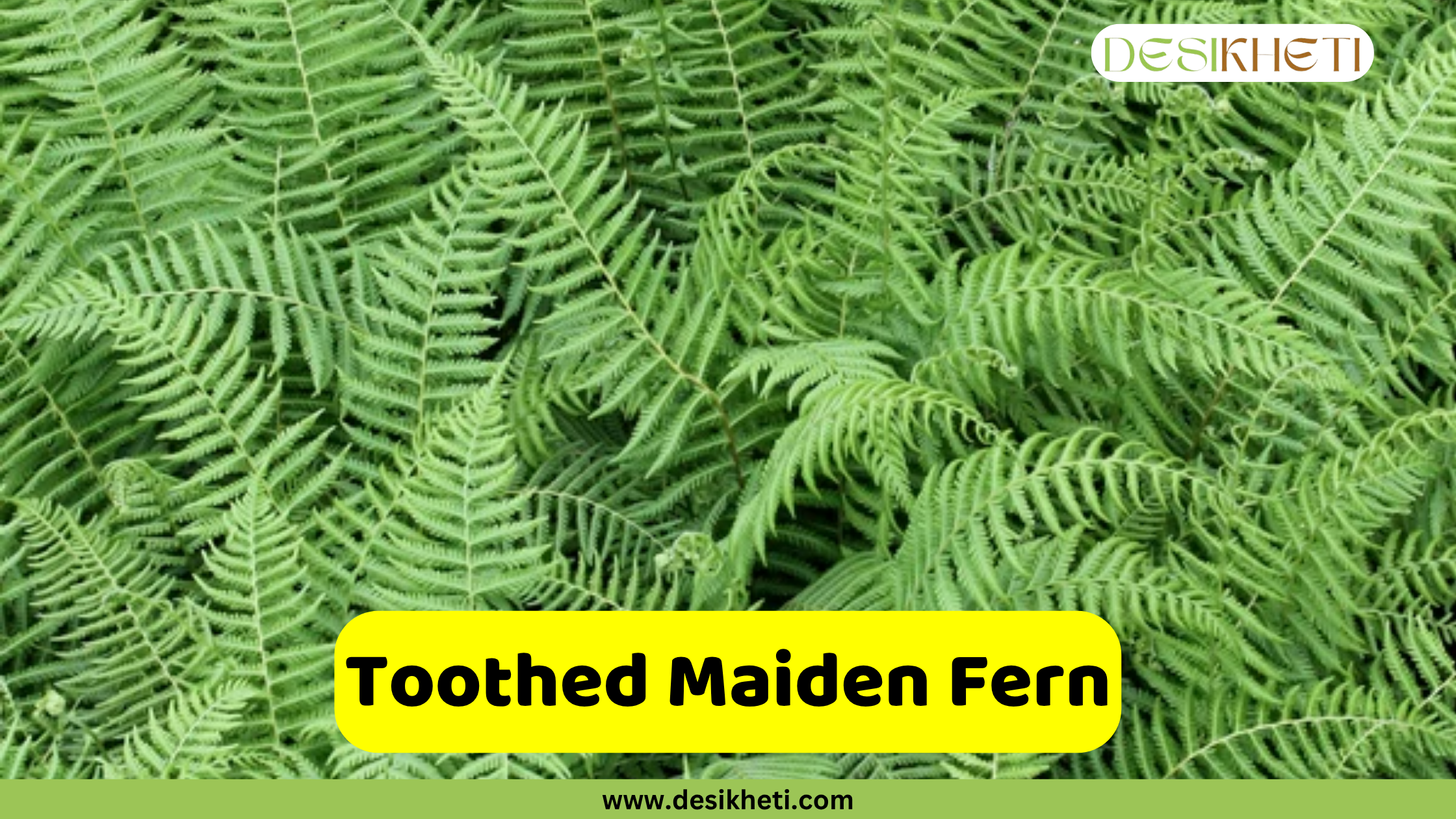 
A dense cluster of bright green fronds belonging to a Toothed Maiden Fern, showcasing their delicate, finely divided texture and creating a lush, verdant carpet. The text "Toothed Maiden Fern" is in a yellow box at the bottom, and "DESIKHETI" is in the top right corner. The website "www.desikheti.com" is at the very bottom.