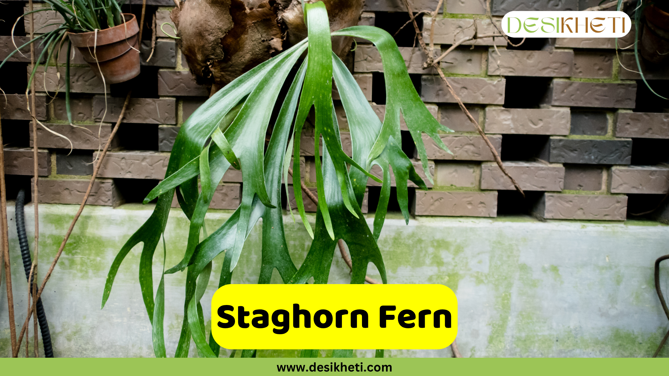 
A Staghorn Fern with long, strap-like green fronds growing on a wall, with a brick pattern visible above and a lighter, possibly concrete or painted, surface below. Other potted plants are partially visible at the top. The text "Staghorn Fern" is in a yellow box at the bottom, and "DESIKHETI" is in the top right corner. The website "www.desikheti.com" is at the very bottom.