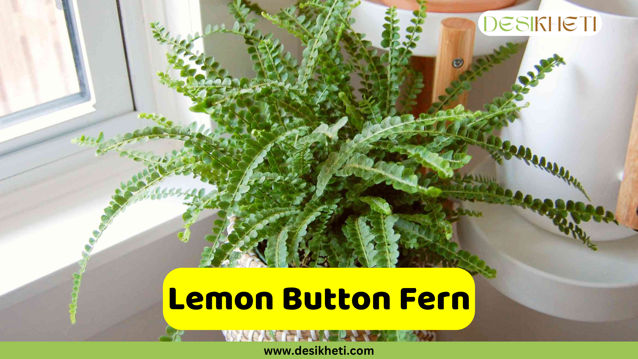 
A healthy Lemon Button Fern in a decorative pot, featuring numerous small, rounded green leaves on arching fronds, placed indoors near a window. The text "Lemon Button Fern" is displayed in a yellow box, and "DESIKHETI" is in the top right corner. The website "www.desikheti.com" is at the bottom.
