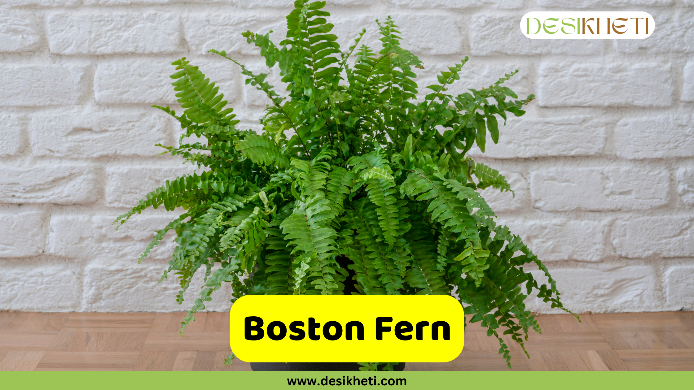 A lush, vibrant green Boston Fern in a dark pot, set against a white brick wall. Its feathery fronds spread widely, filling the frame. The text "Boston Fern" is in a yellow box at the bottom, and "DESIKHETI" is in the top right corner. The website "www.desikheti.com" is at the very bottom.