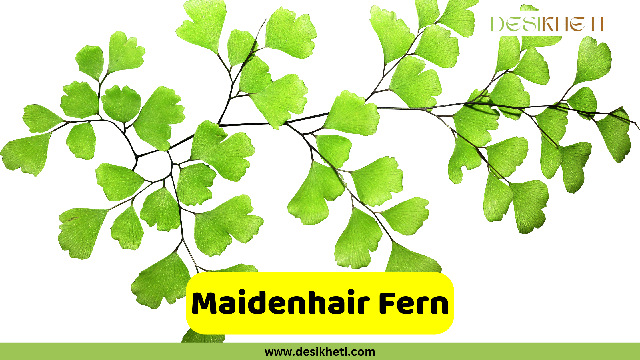 
Delicate green fronds of a Maidenhair Fern with fan-shaped leaflets and thin, dark stems, set against a white background. The text "Maidenhair Fern" is in a yellow box at the bottom, and "DESIKHETI" is in the top right corner. The website "www.desikheti.com" is at the very bottom.







