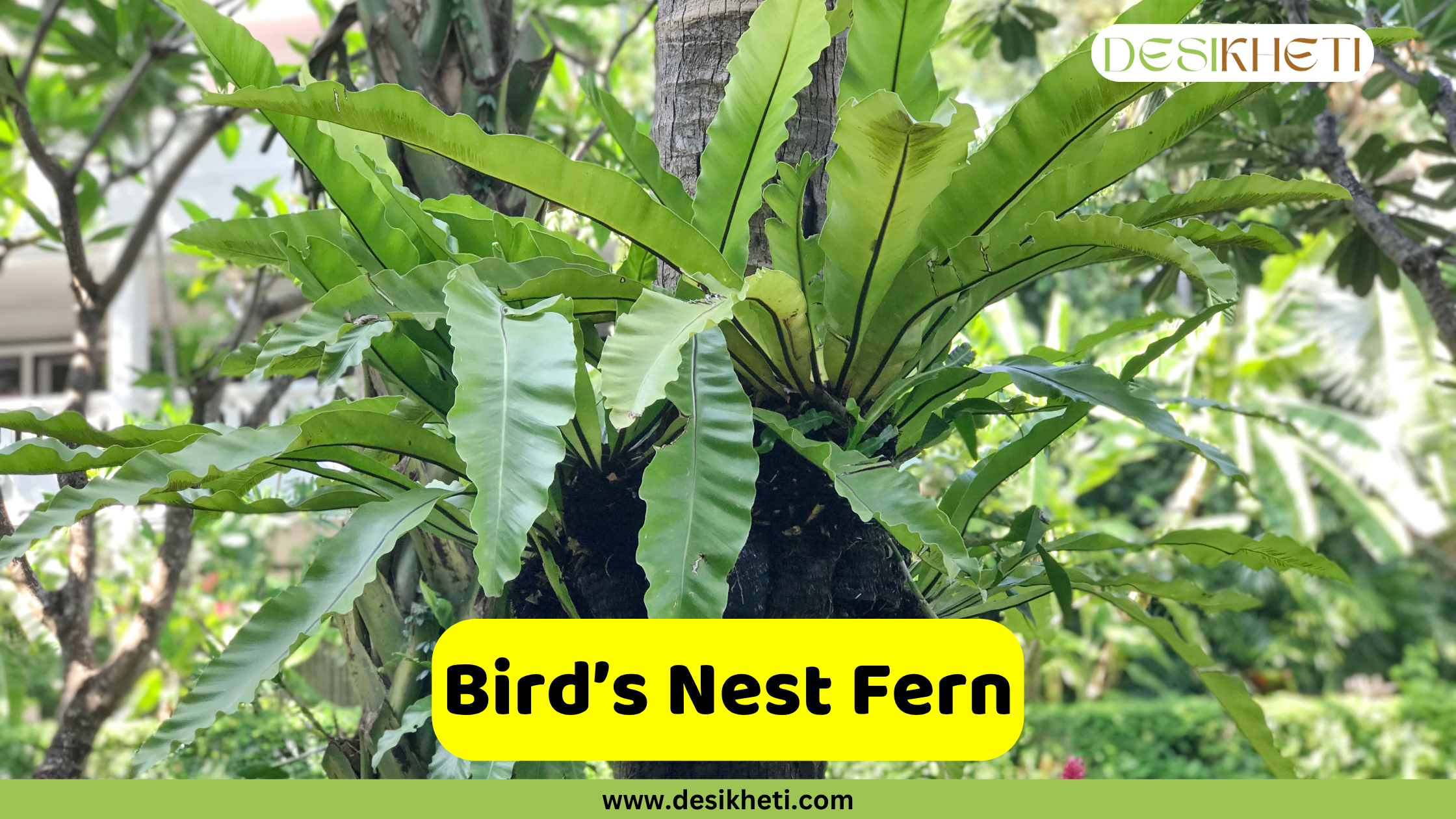 
A vibrant Bird's Nest Fern with broad, wavy, light green fronds growing epiphytically on a tree trunk, surrounded by other foliage. The text "Bird's Nest Fern" is in a yellow box at the bottom, and "DESIKHETI" is in the top right corner. The website "www.desikheti.com" is at the very bottom.
