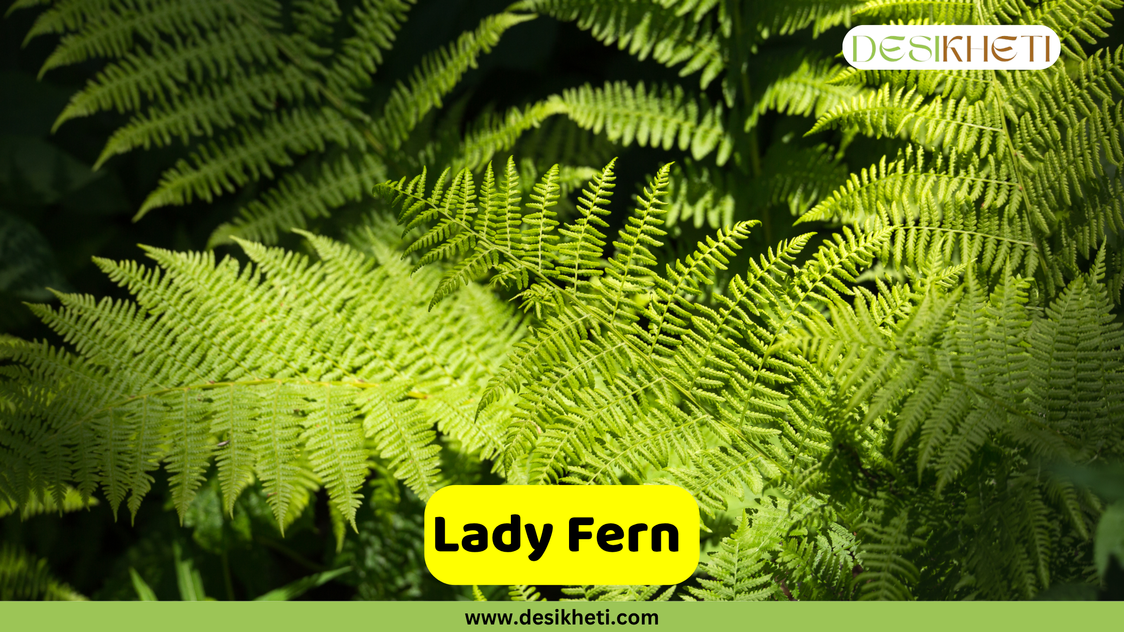 
Lush green fronds of a Lady Fern, showing intricate detail and texture, with some areas highlighted by sunlight. The text "Lady Fern" is in a yellow box at the bottom, and "DESIKHETI" is in the top right corner. The website "www.desikheti.com" is at the very bottom.