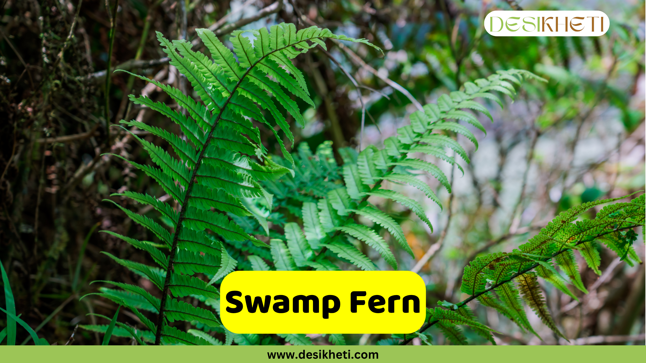 
Long, slender green fronds of a Swamp Fern extending across the frame, with blurred green foliage and hints of brown in the background, suggesting a natural habitat. The text "Swamp Fern" is in a yellow box at the bottom, and "DESIKHETI" is in the top right corner. The website "www.desikheti.com" is at the very bottom.
