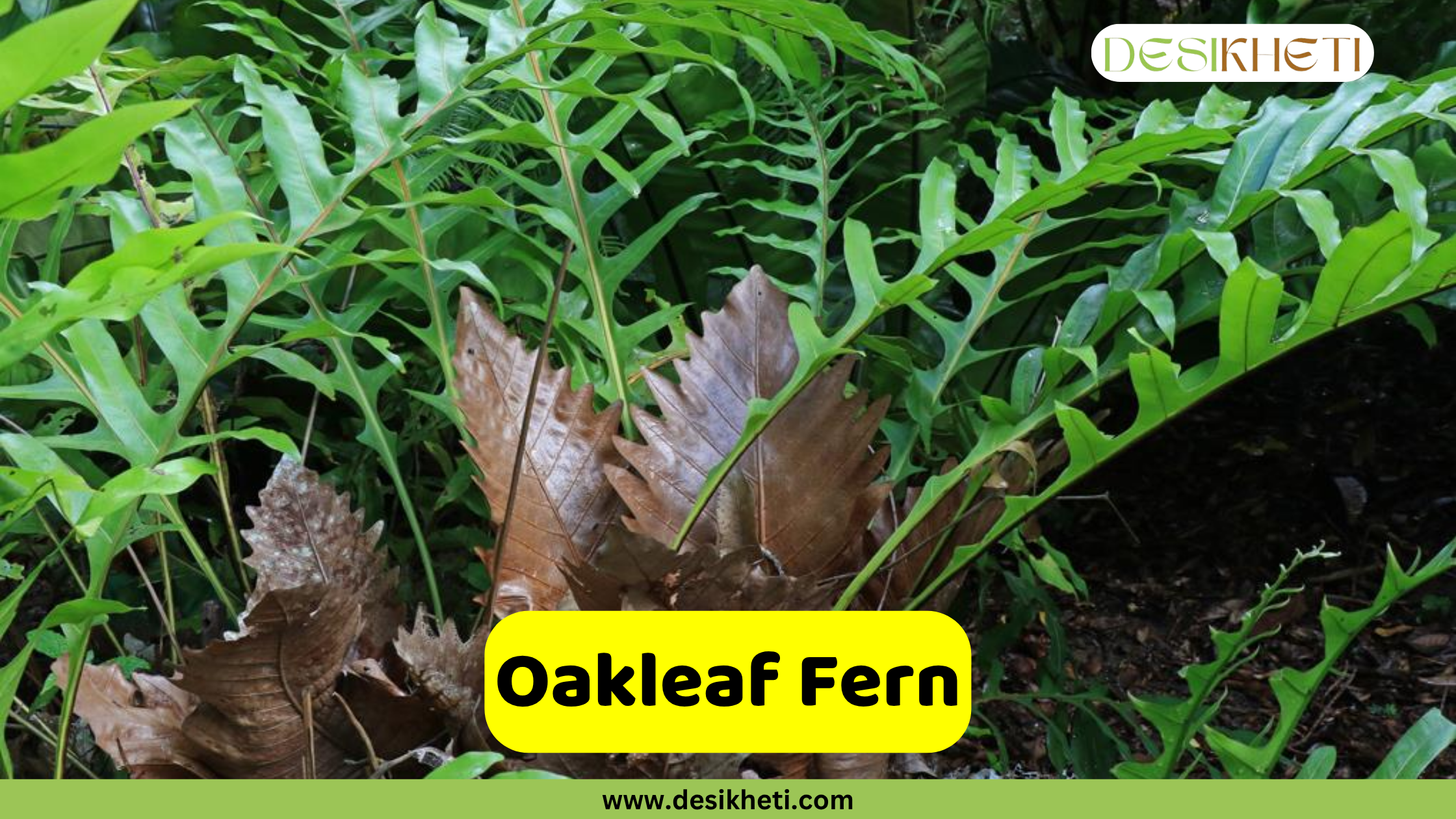 Oakleaf Fern plant with both green and dried brown fronds visible. The text "Oakleaf Fern" is prominently displayed in a yellow box, and "DESIKHETI" is in the top right corner. The website "www.desikheti.com" is at the bottom.