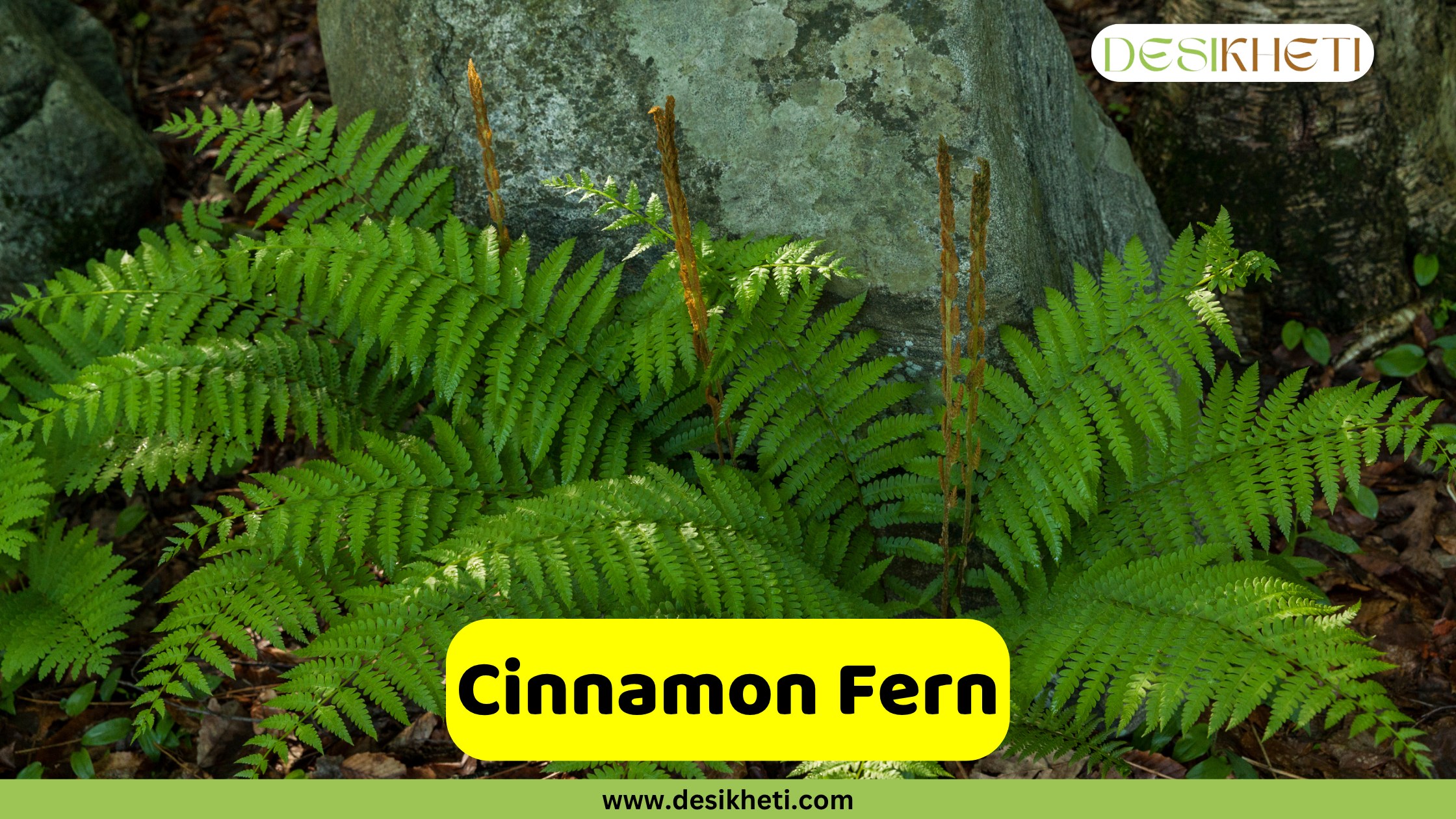 
A vibrant green Cinnamon Fern plant with its characteristic fronds and a few upright, cinnamon-colored fertile fronds in the center, growing near a large rock. The text "Cinnamon Fern" is displayed in a yellow box at the bottom, and "DESIKHETI" is in the top right corner. The website "www.desikheti.com" is at the bottom of the image.
