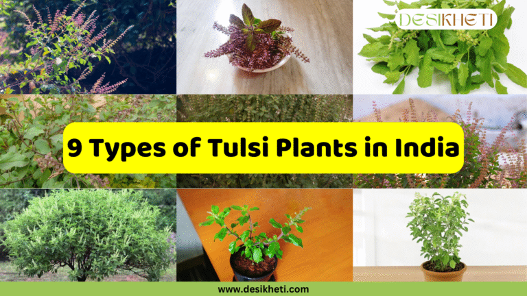 A collage showcasing "9 Types of Tulsi Plants in India," with a prominent yellow banner displaying the text. The collage features nine individual images of various Tulsi plant varieties, highlighting their diverse appearances, including different leaf colors (green, purplish), flower colors (light purple, white), and growth habits (bushy, slender, potted). The "DESIKHETI" logo is in the top right corner, and the website address "www.desikheti.com" is at the bottom.