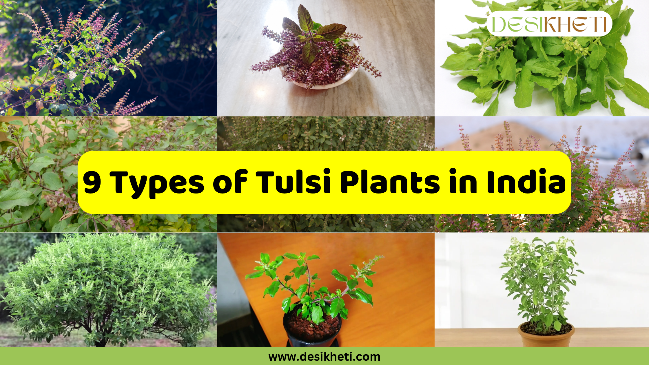 A collage showcasing "9 Types of Tulsi Plants in India," with a prominent yellow banner displaying the text. The collage features nine individual images of various Tulsi plant varieties, highlighting their diverse appearances, including different leaf colors (green, purplish), flower colors (light purple, white), and growth habits (bushy, slender, potted). The "DESIKHETI" logo is in the top right corner, and the website address "www.desikheti.com" is at the bottom.