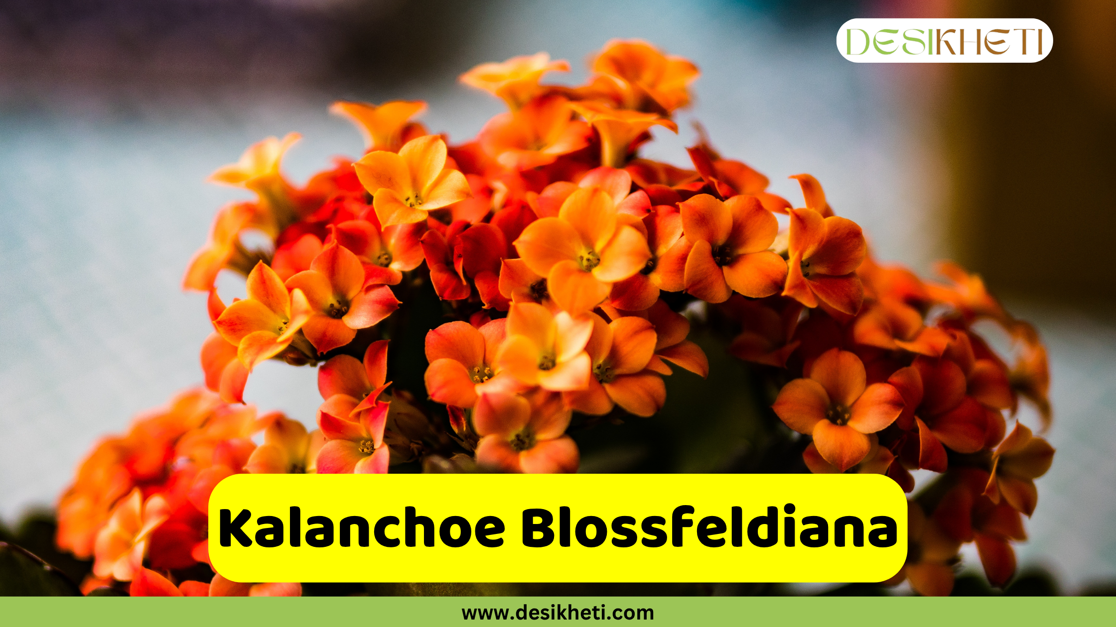 Kalanchoe Blossfeldiana A dense cluster of small, vibrant orange Kalanchoe flowers is shown in a close-up shot, filling most of the frame. The flowers vary slightly in shade from orange to yellow-orange, creating a rich texture. A yellow banner across the bottom displays the word "Kalanchoe Blossfeldiana". The top right corner features a logo with the text "DESIKHETI". The website "www.desikheti.com" is visible at the very bottom.