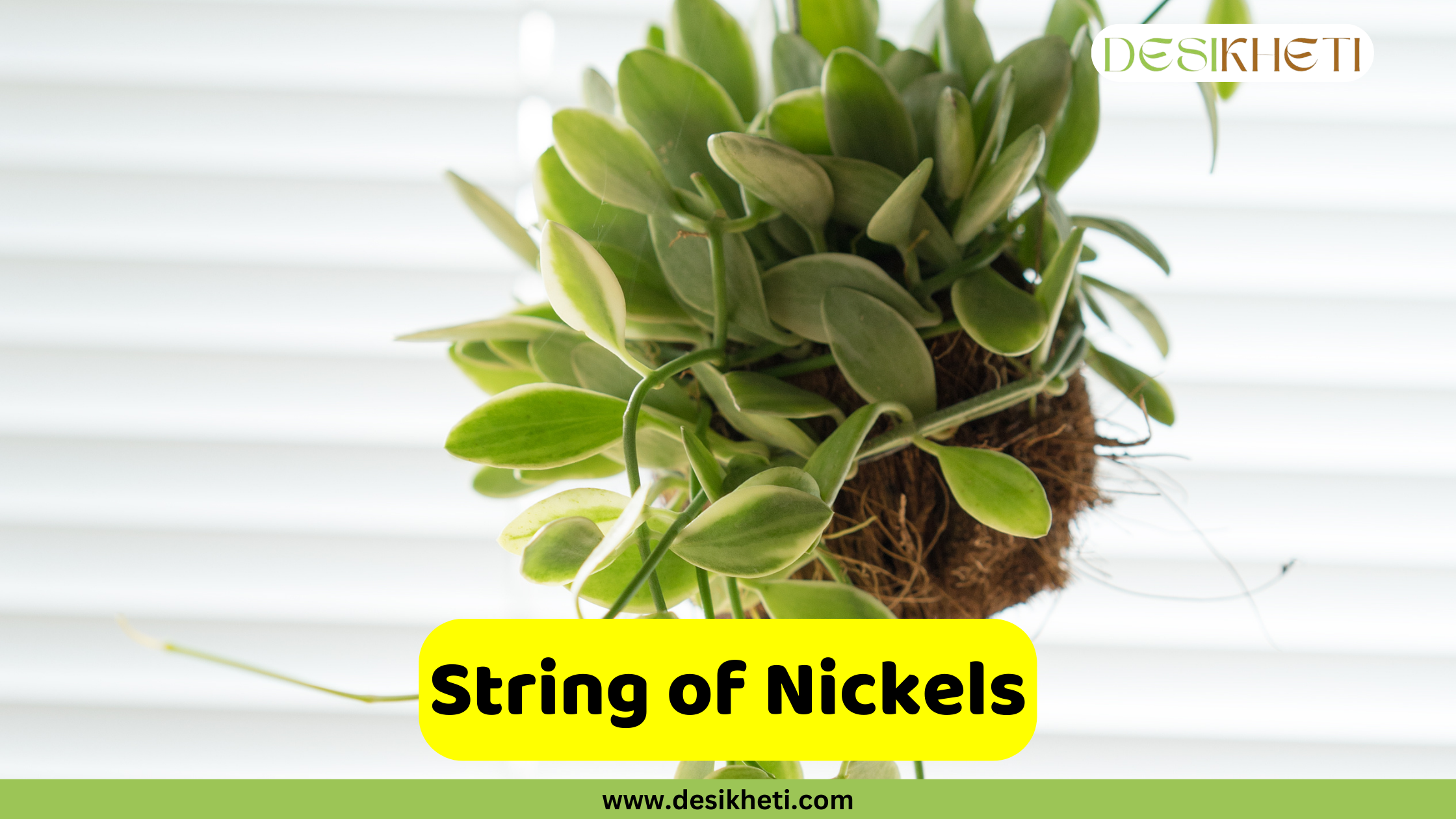 String of Nickels
A String of Nickels plant, also known as Dischidia nummularia, shown as a hanging kokedama with round, silvery-green leaves cascading from a moss ball, against a blurred light background. A yellow bar at the bottom center contains the text "String of Nickels". A logo is in the top right corner, and "www.desikheti.com" is at the very bottom.