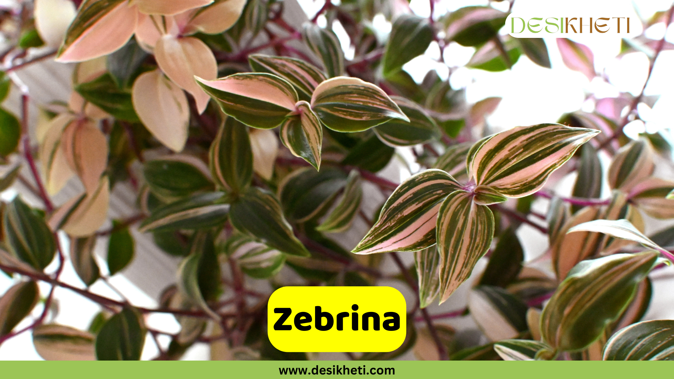 Zebrina
A close-up of a Zebrina plant, also known as Tradescantia zebrina, displaying vibrant leaves with stripes of green, silver, and purple or pink hues. The text "Zebrina" is displayed in a yellow box at the bottom center. A logo is visible in the top right corner, and "www.desikheti.com" is written at the very bottom.