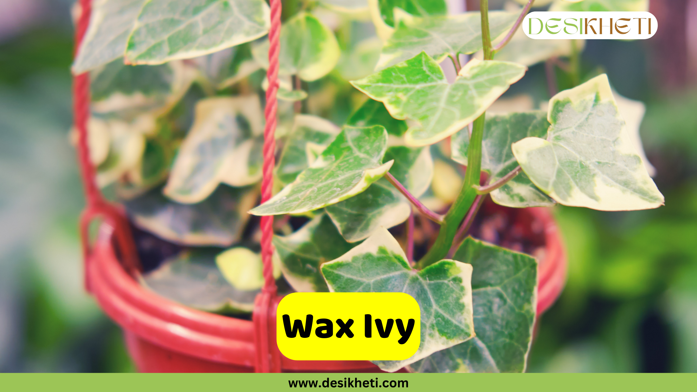 Wax Ivy
A close-up of a Wax Ivy plant with variegated green and cream-colored leaves, hanging in a red pot with red ropes. The background is blurred green foliage. The text "Wax Ivy" is displayed in a yellow box at the bottom center. A logo is in the top right corner, and "www.desikheti.com" is at the very bottom.