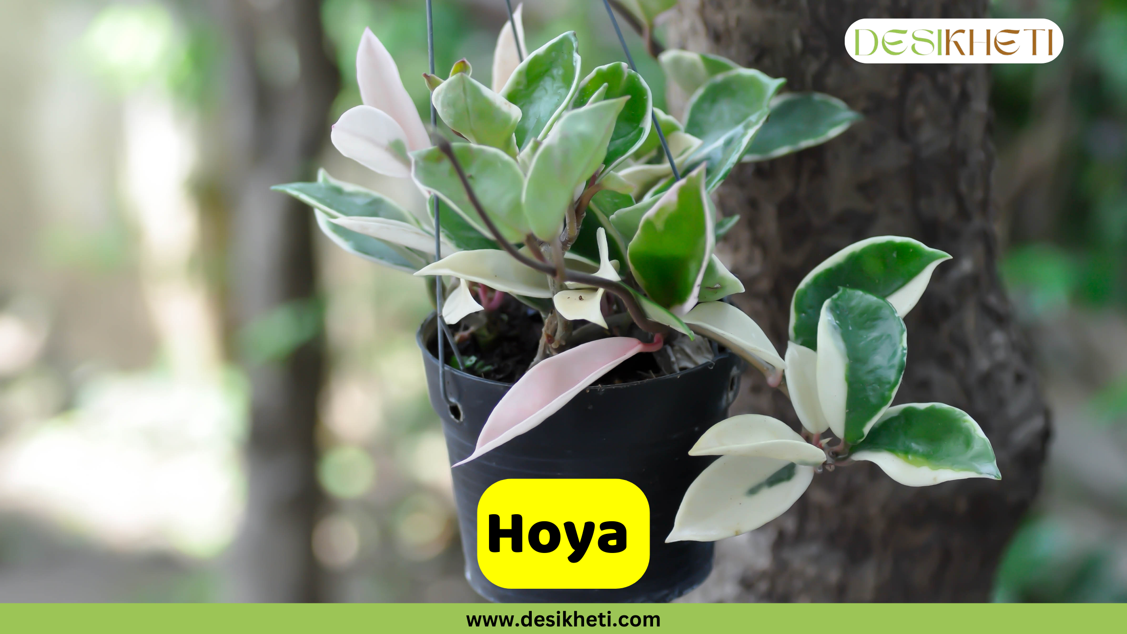 Hoya A Hoya plant with thick, variegated green and white leaves, some with pinkish edges, hanging in a black pot against a blurred background of tree trunks and greenery. The text "Hoya" is displayed in a yellow box at the bottom center. A logo is in the top right corner, and "www.desikheti.com" is at the very bottom.